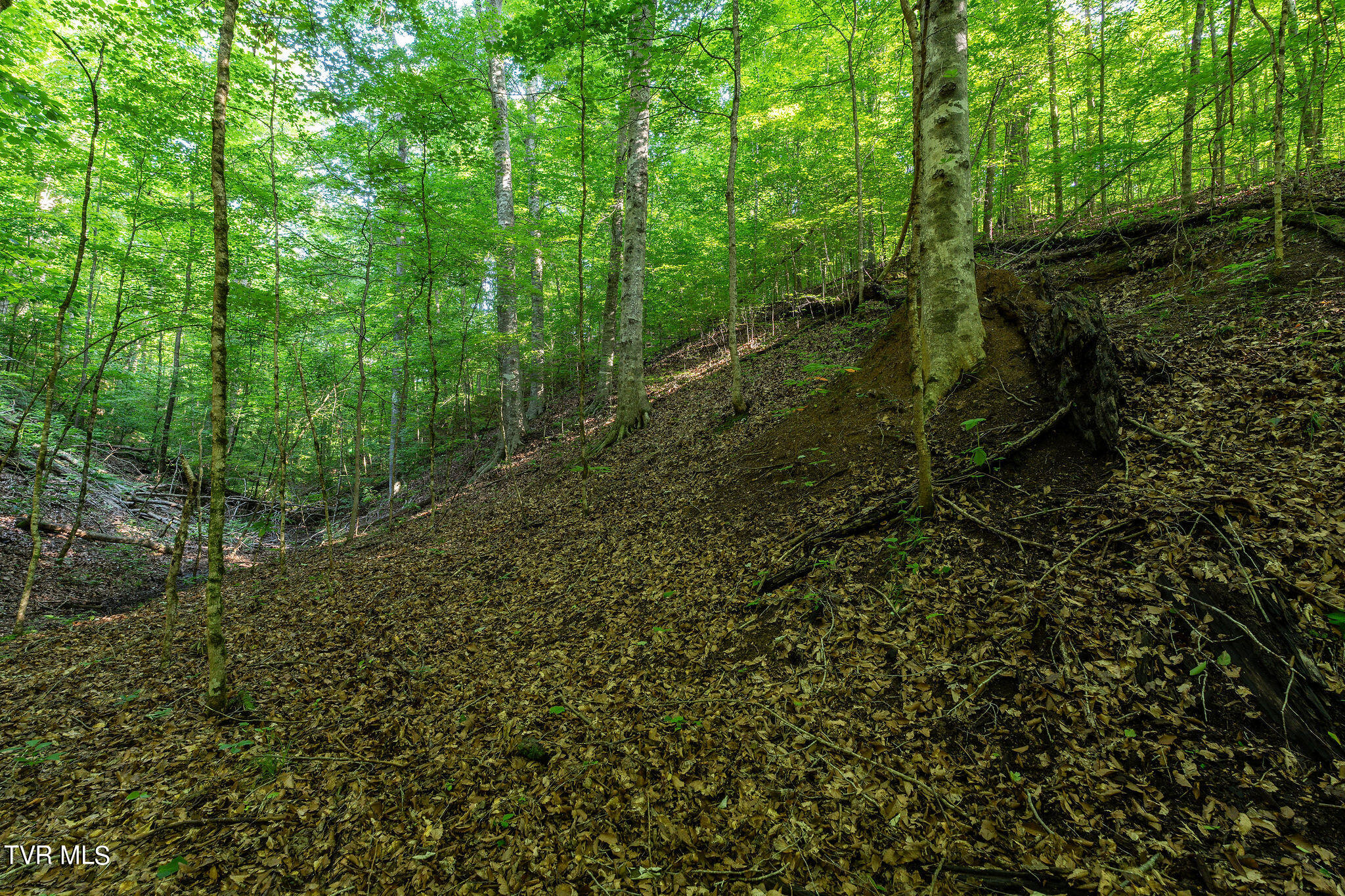 Hollow Court, White Pine, Tennessee image 17