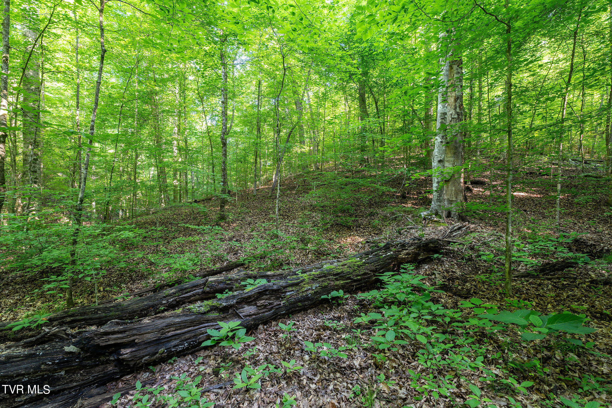 Hollow Court, White Pine, Tennessee image 22