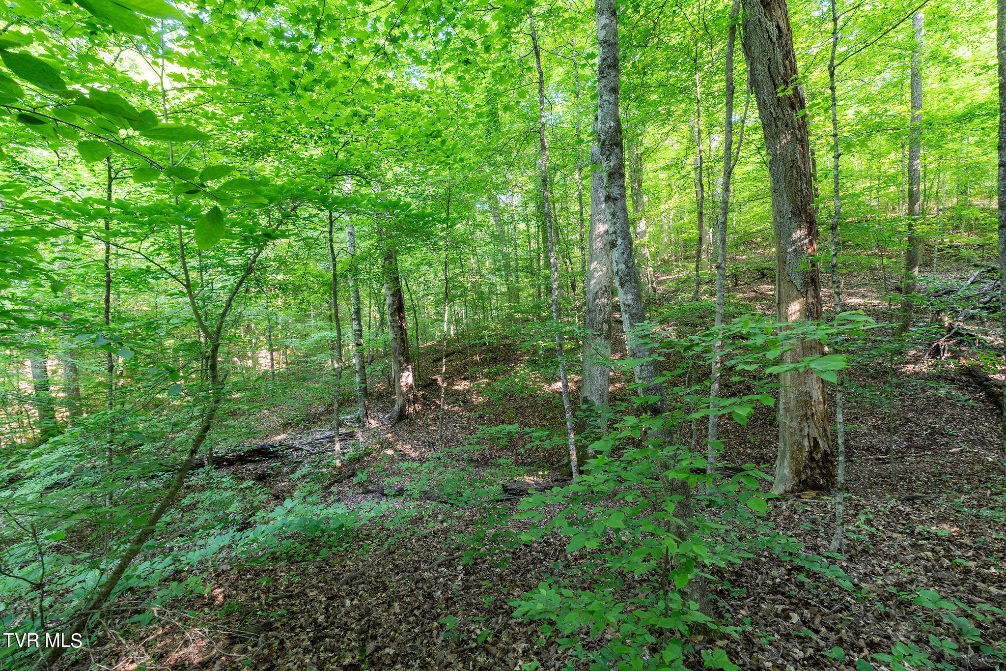 Hollow Court, White Pine, Tennessee image 23