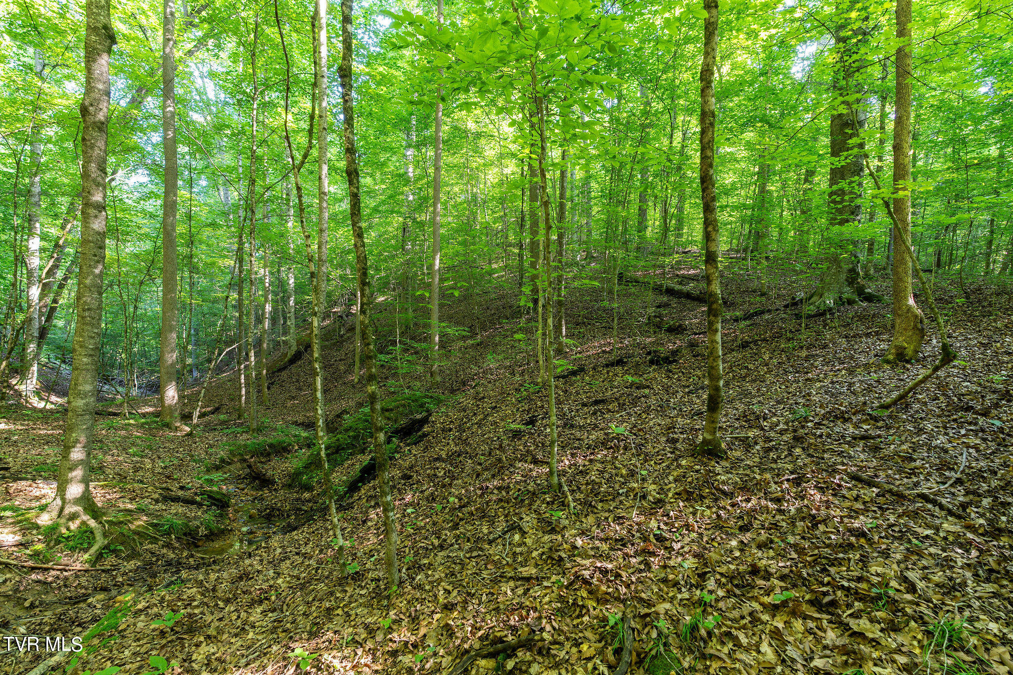 Hollow Court, White Pine, Tennessee image 20