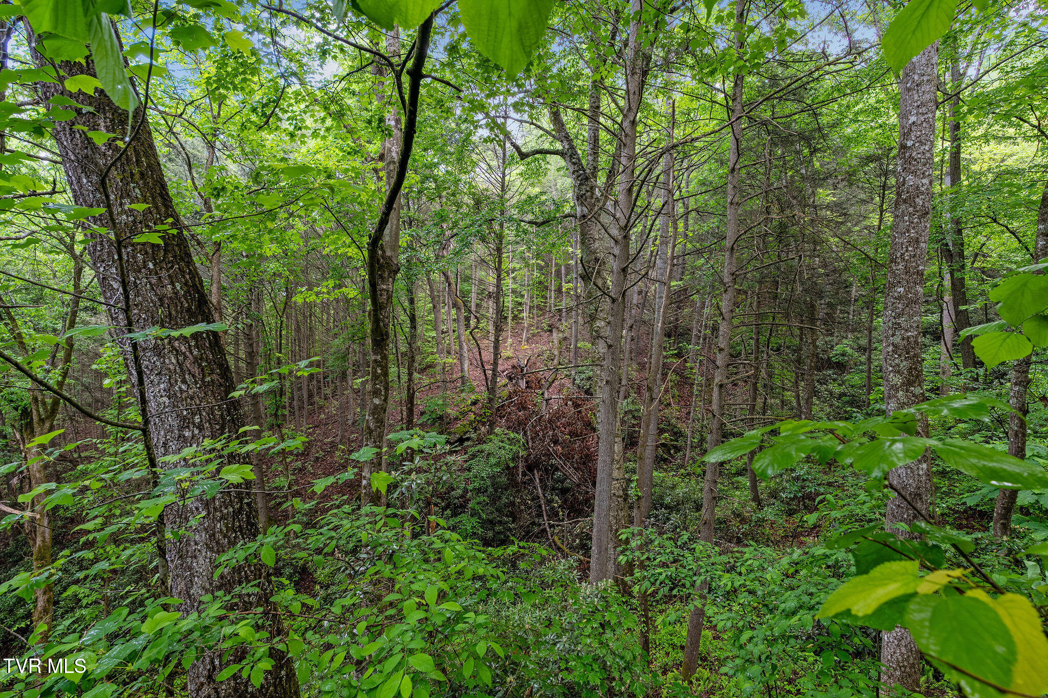 2039 War Valley Road, Rogersville, Tennessee image 12