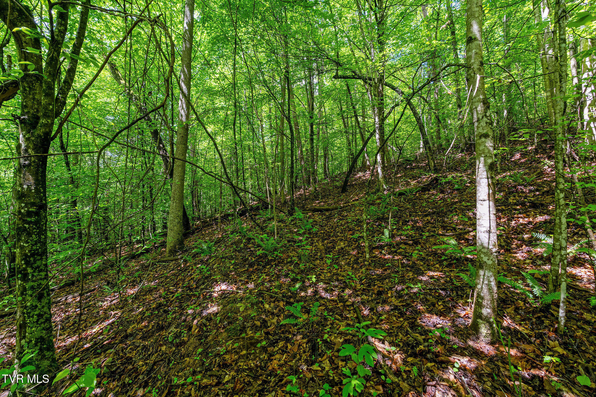2039 War Valley Road, Rogersville, Tennessee image 30