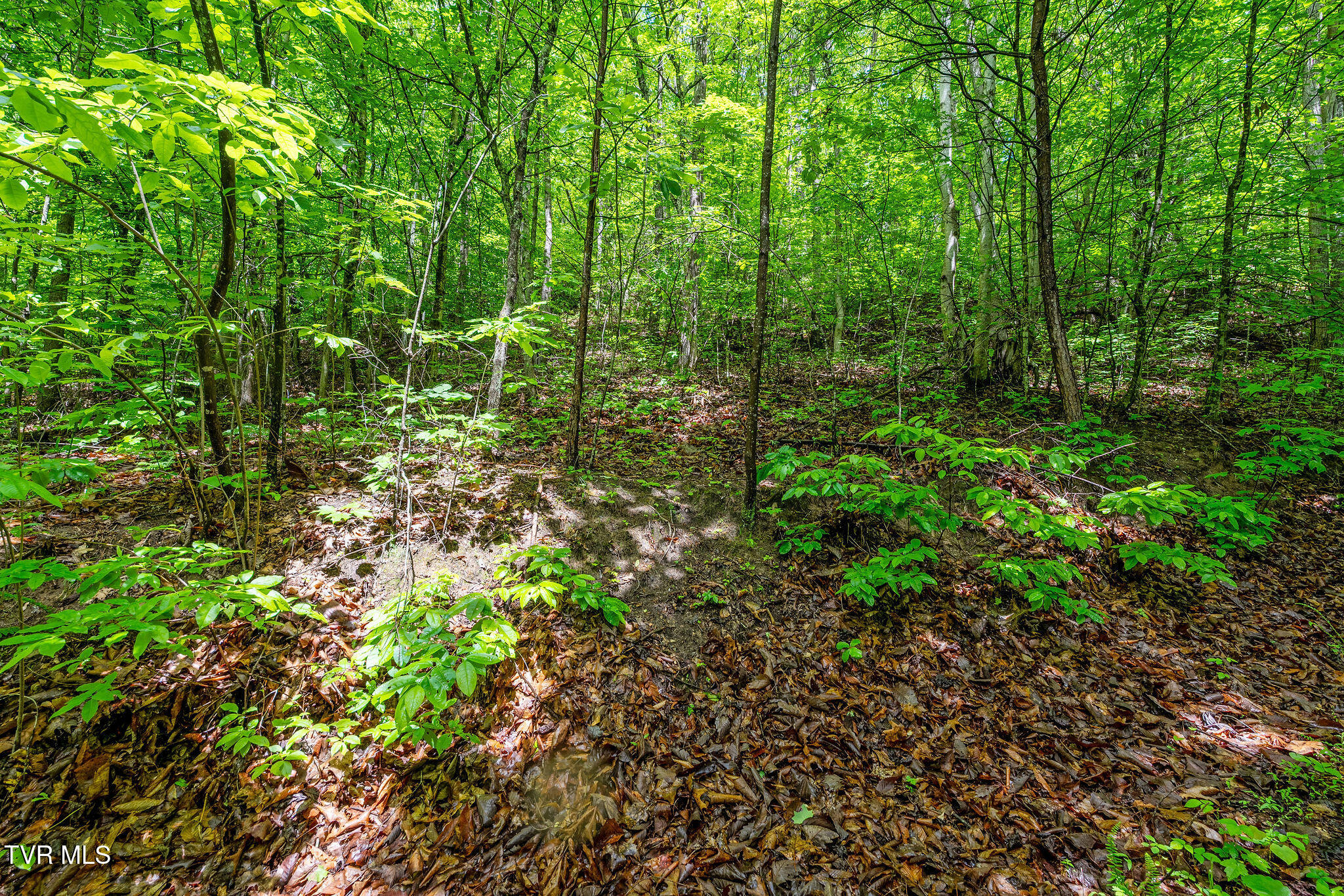 2039 War Valley Road, Rogersville, Tennessee image 24