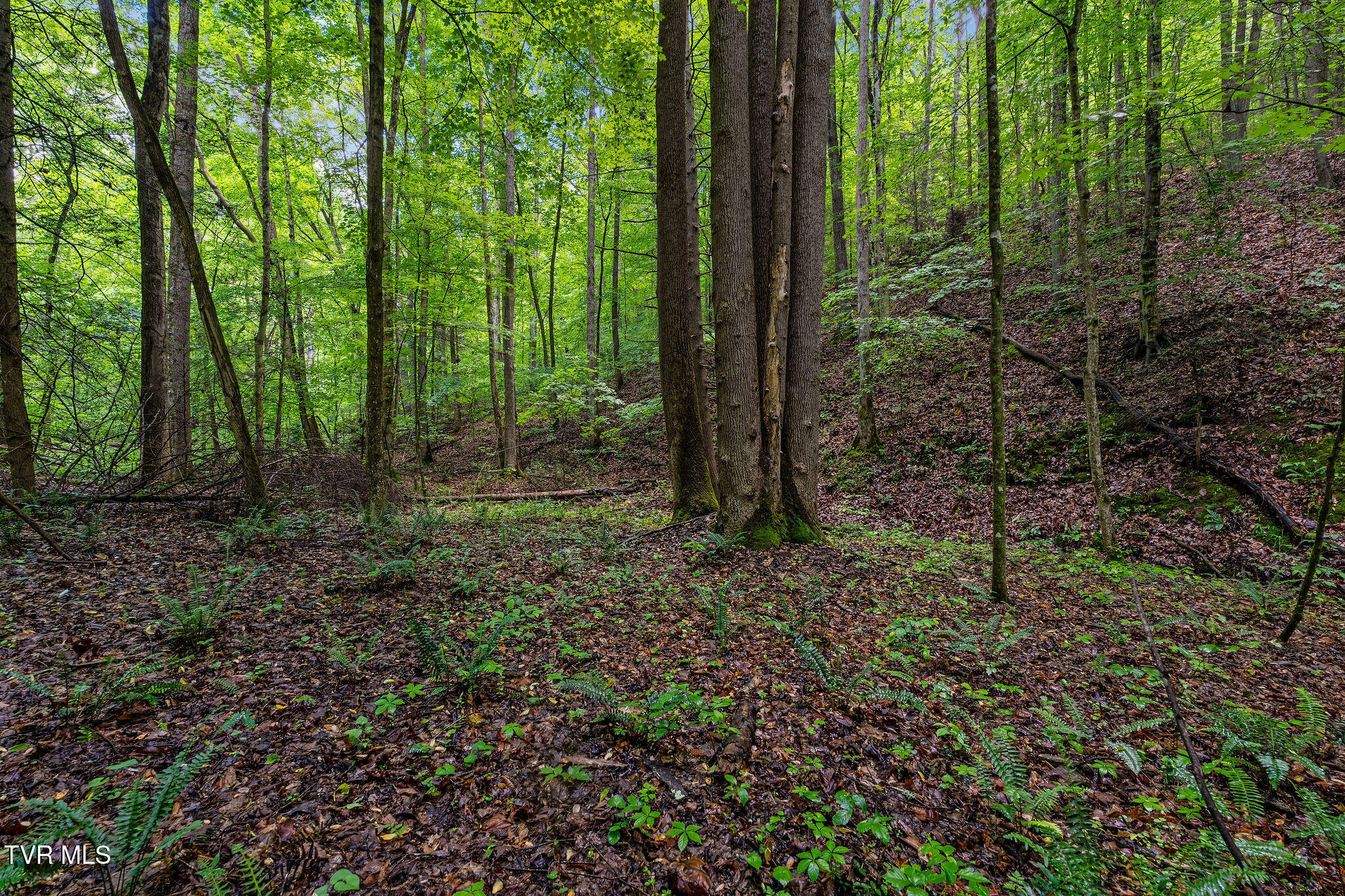 2039 War Valley Road, Rogersville, Tennessee image 34