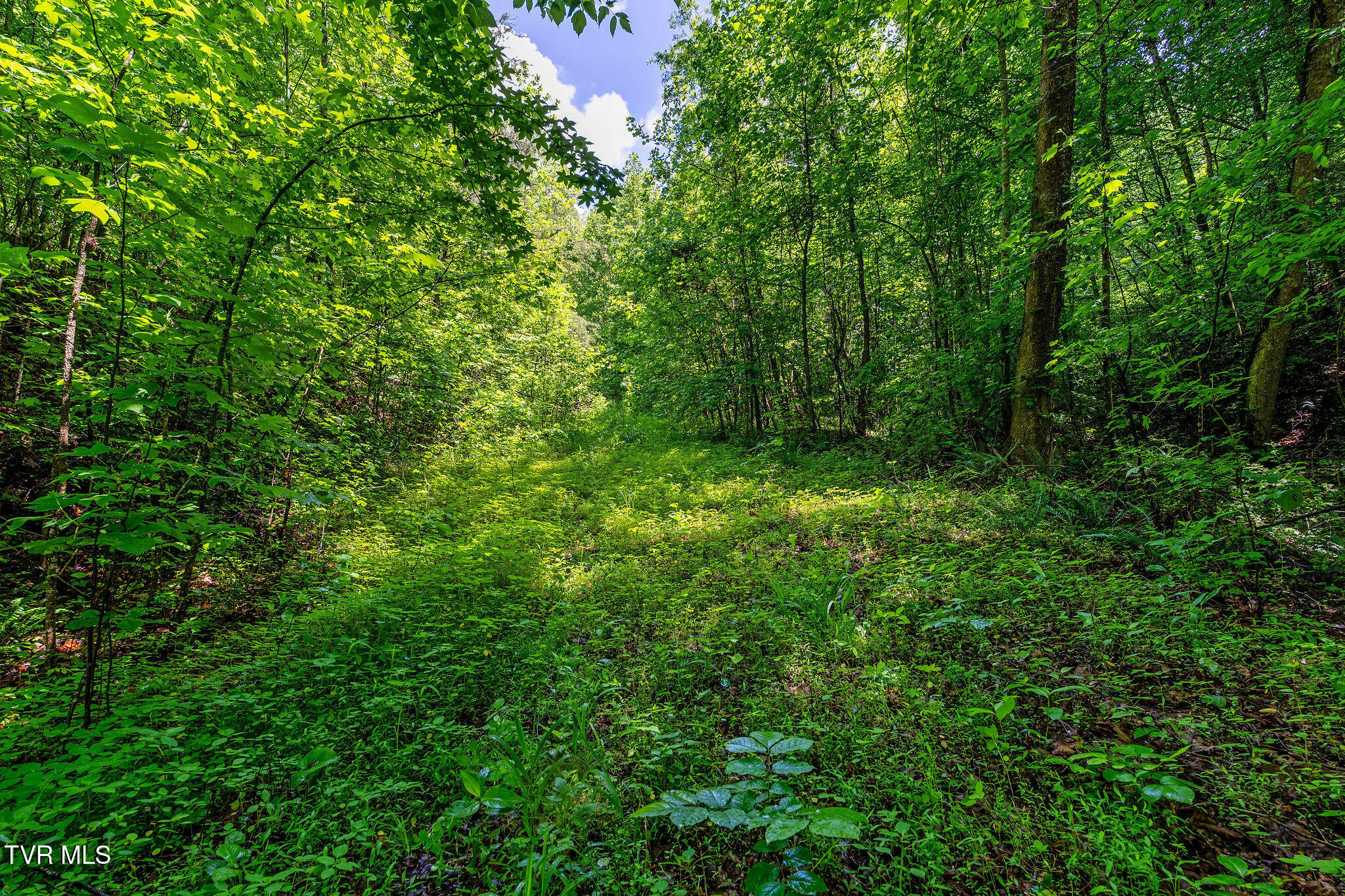 2039 War Valley Road, Rogersville, Tennessee image 27