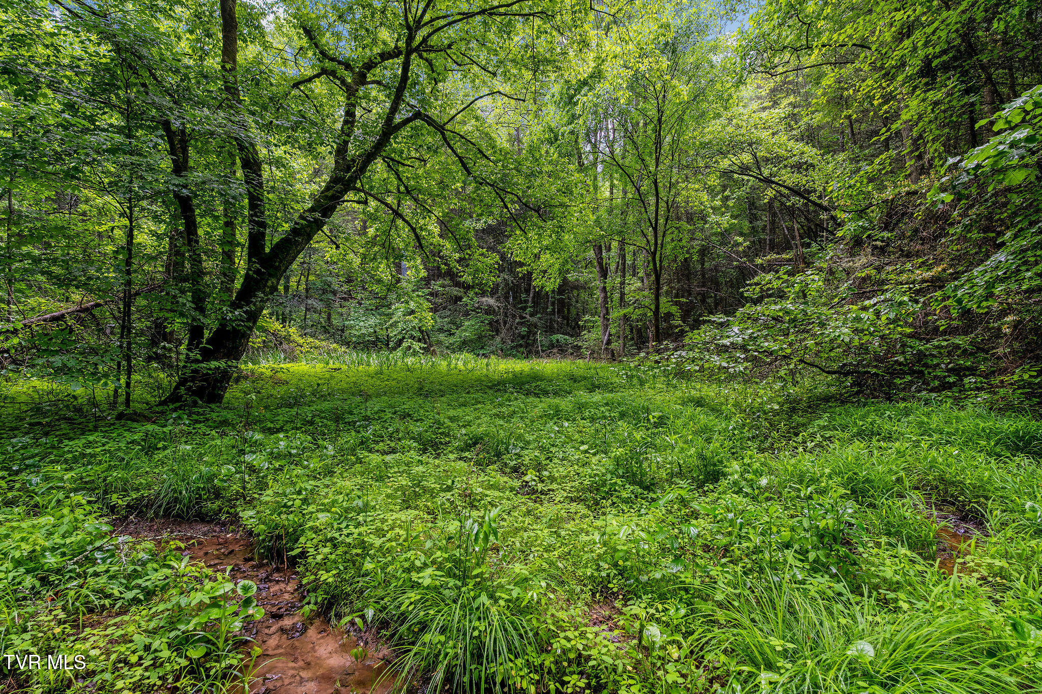 2039 War Valley Road, Rogersville, Tennessee image 15
