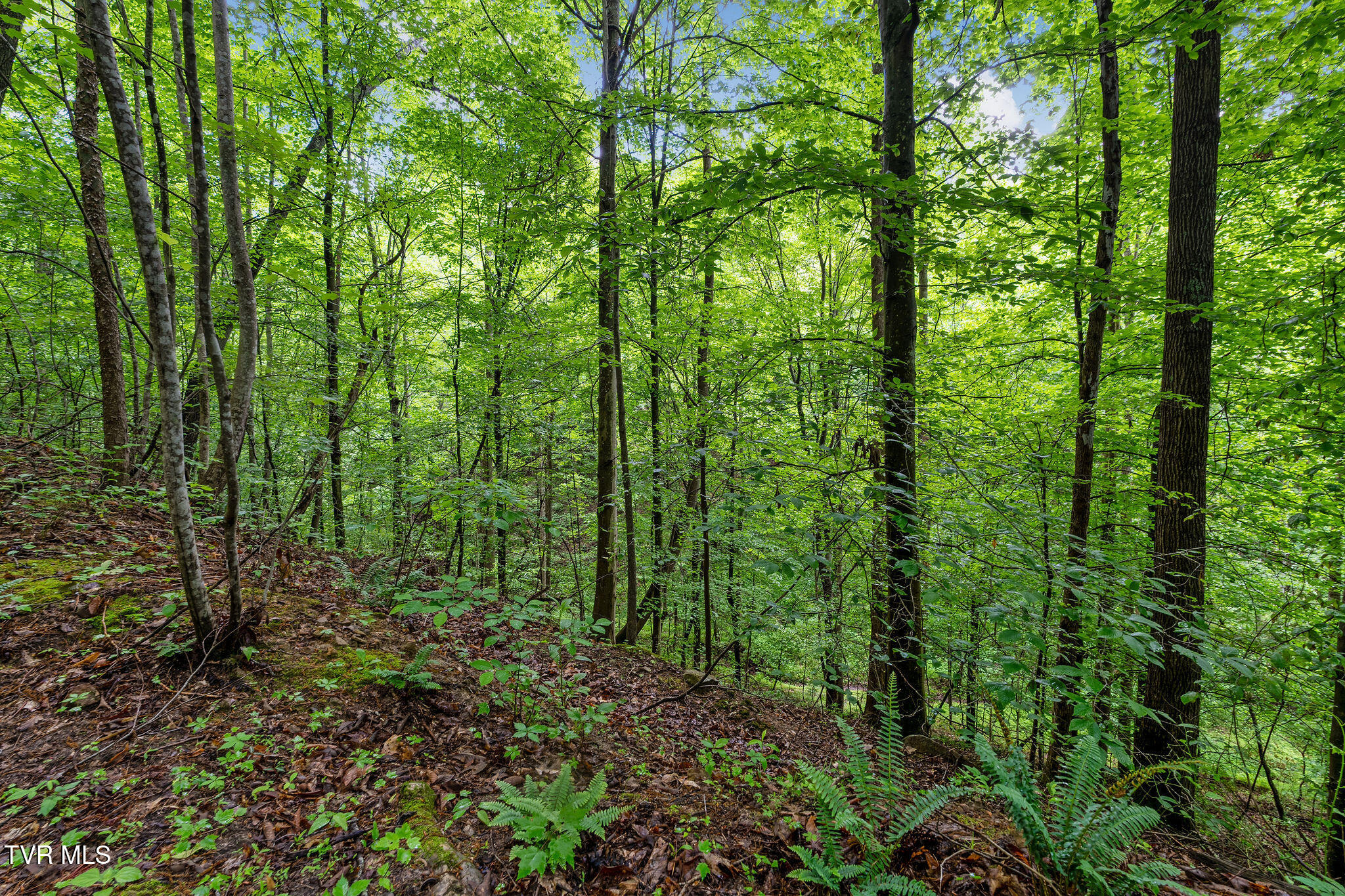 2039 War Valley Road, Rogersville, Tennessee image 26