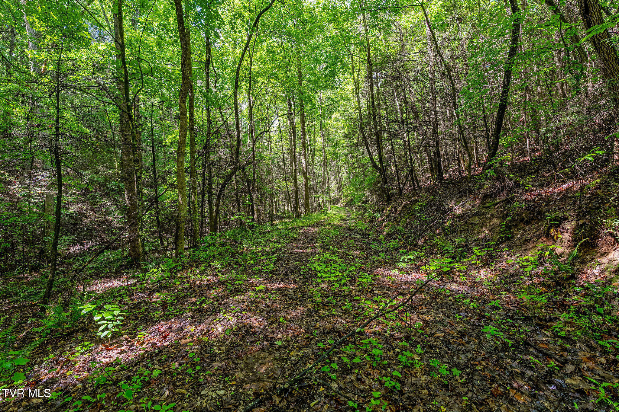 2039 War Valley Road, Rogersville, Tennessee image 20