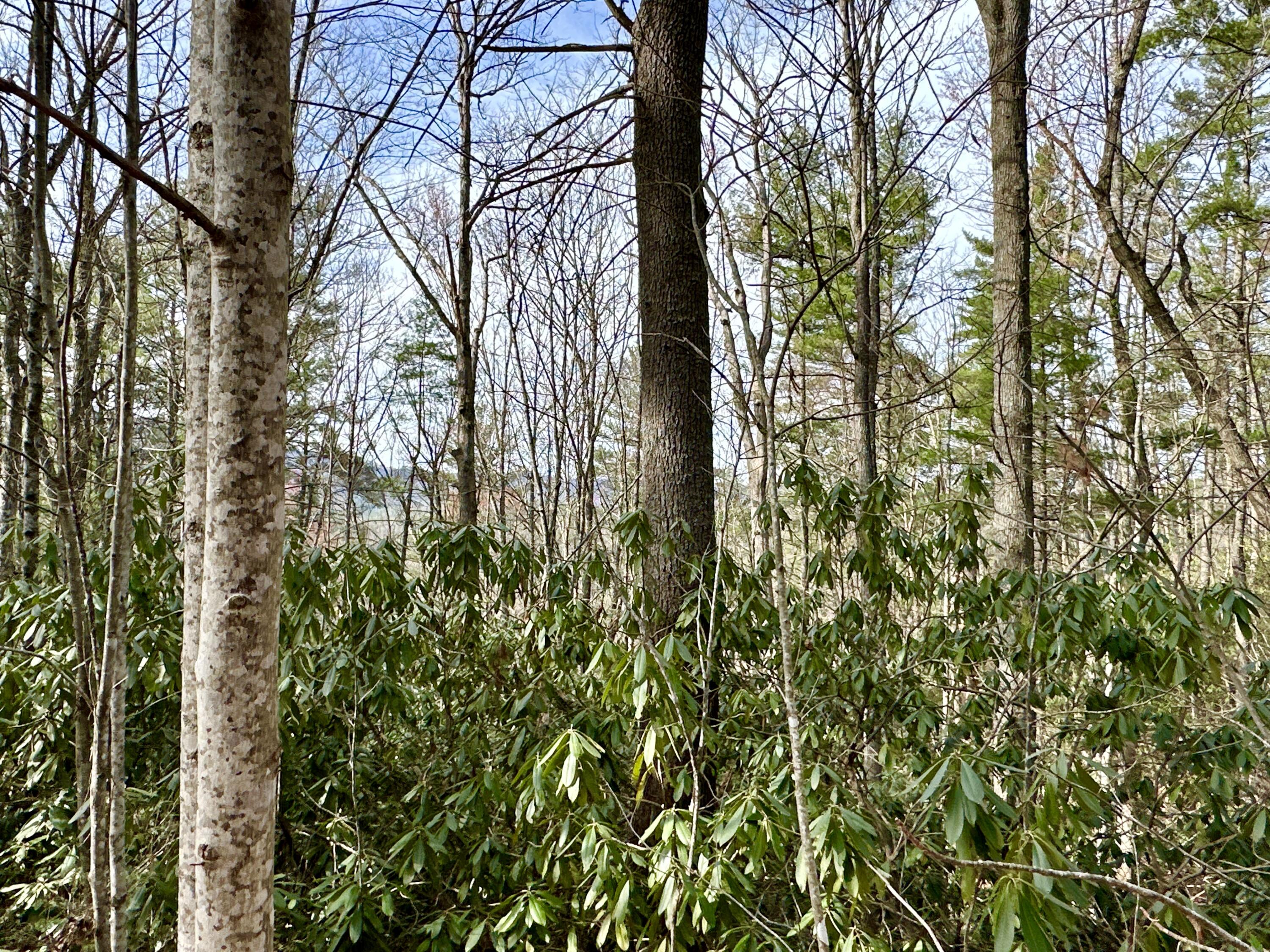 Lot 32 Clydesdale Way, Del Rio, Tennessee image 2