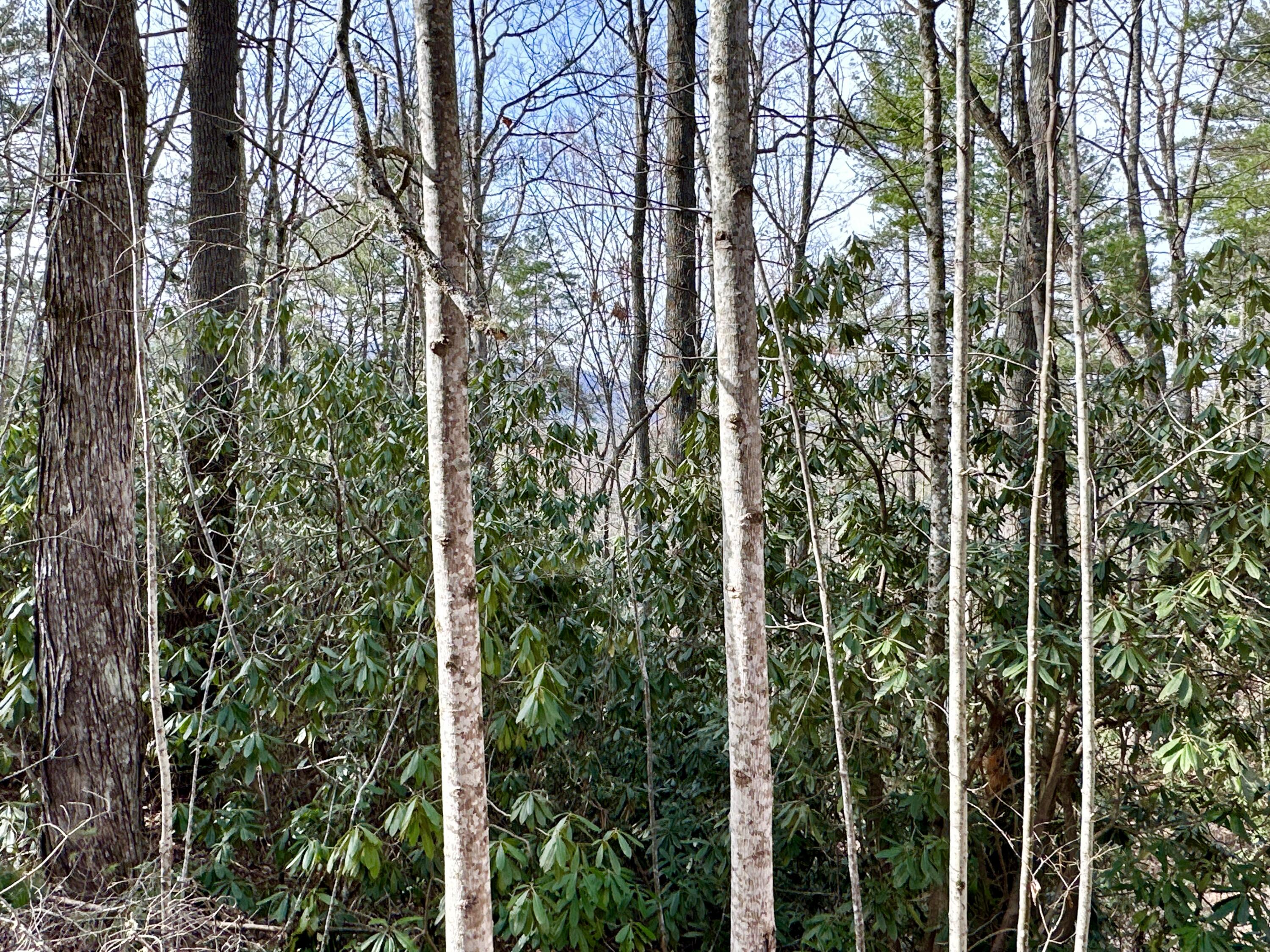 Lot 32 Clydesdale Way, Del Rio, Tennessee image 3