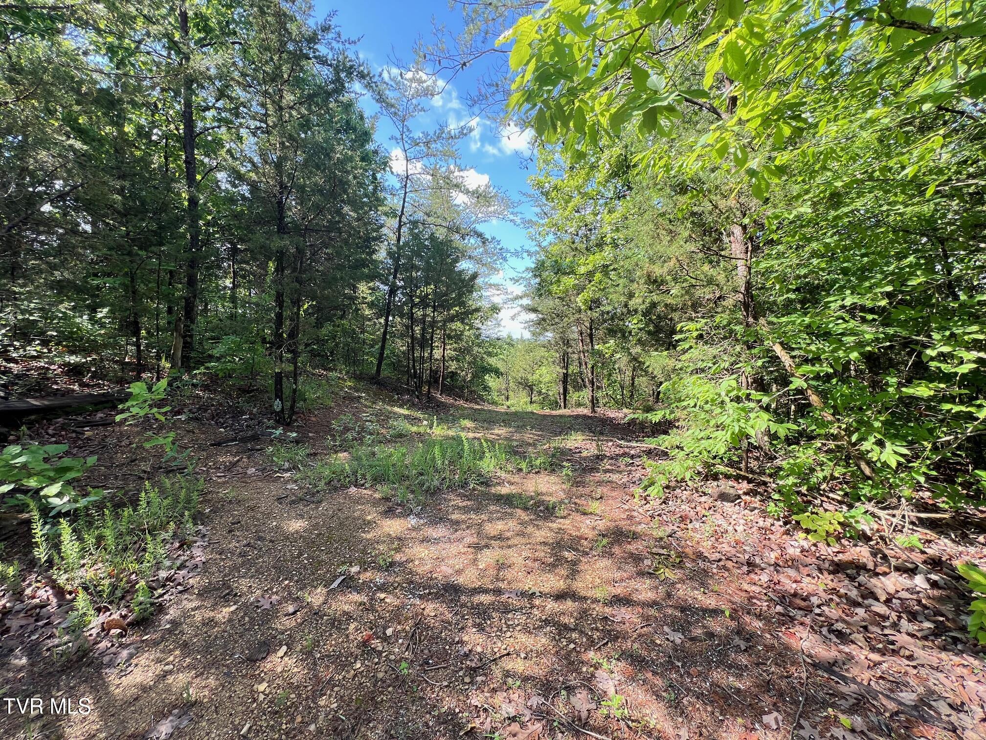 168 Buzzard Roost Road, Bulls Gap, Tennessee image 8