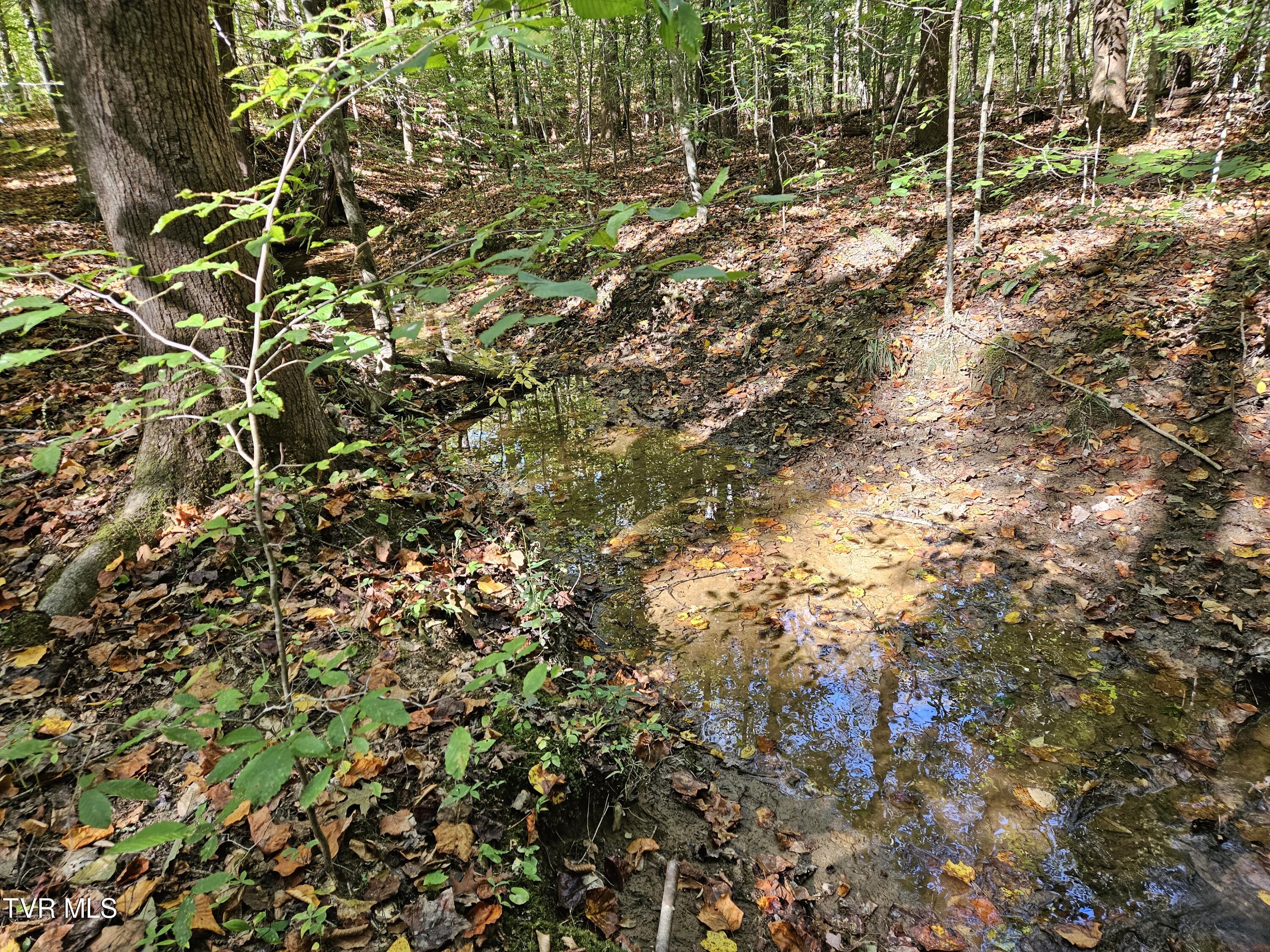 0000 Cave Springs Road, Rogersville, Tennessee image 4
