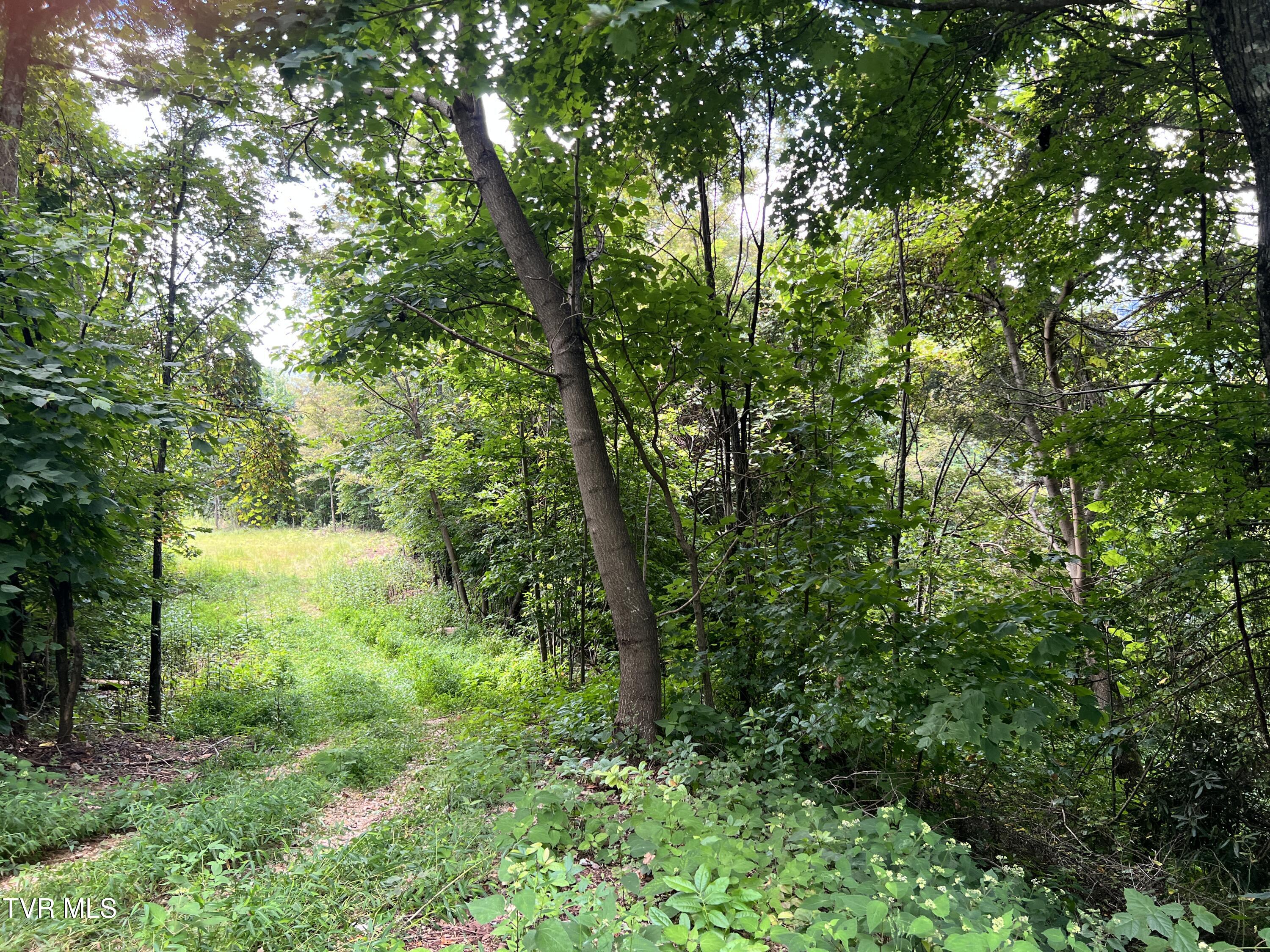 Tbd Tulip Poplar Trail Extension, Butler, Tennessee image 10