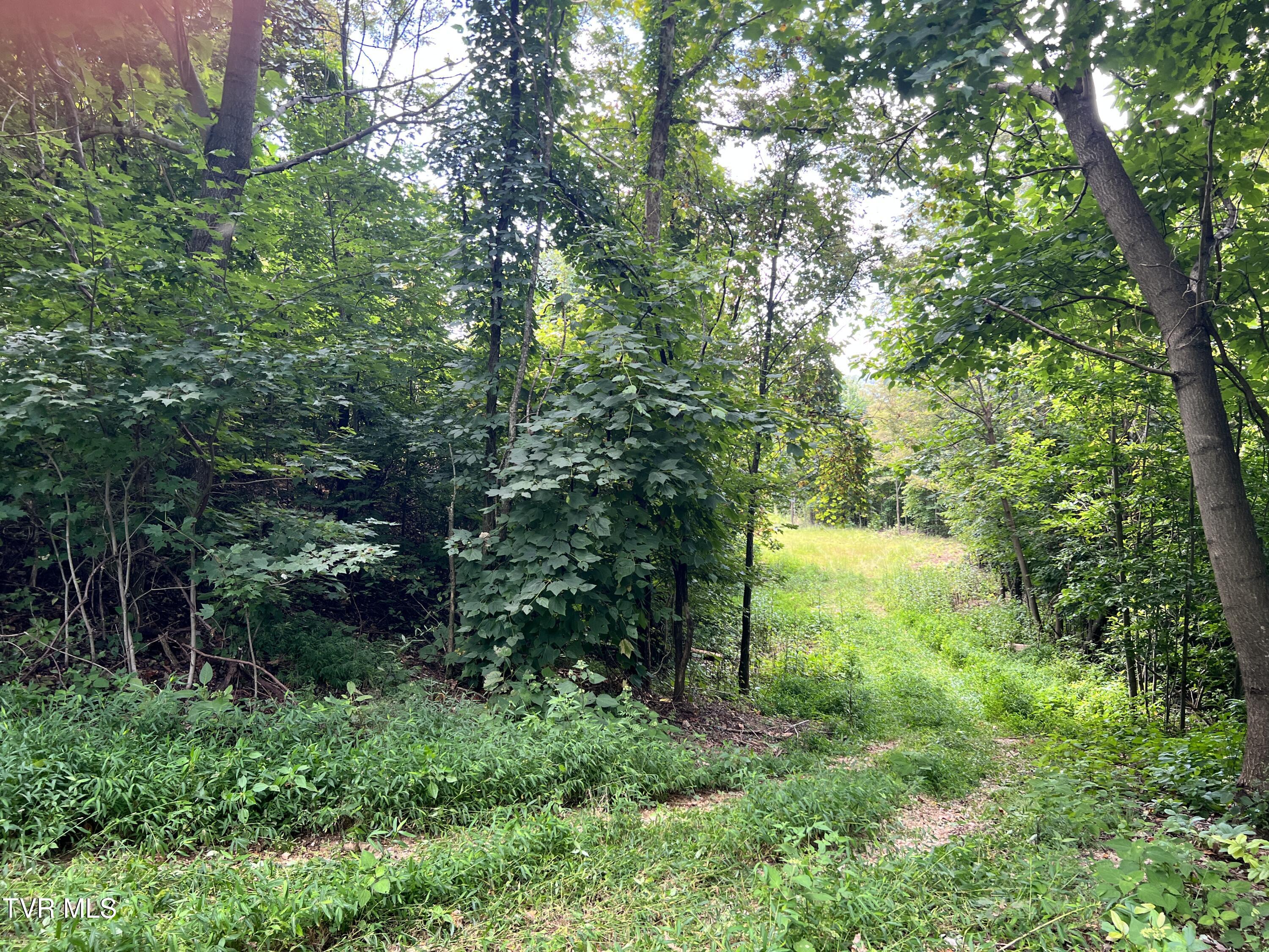 Tbd Tulip Poplar Trail Extension, Butler, Tennessee image 11