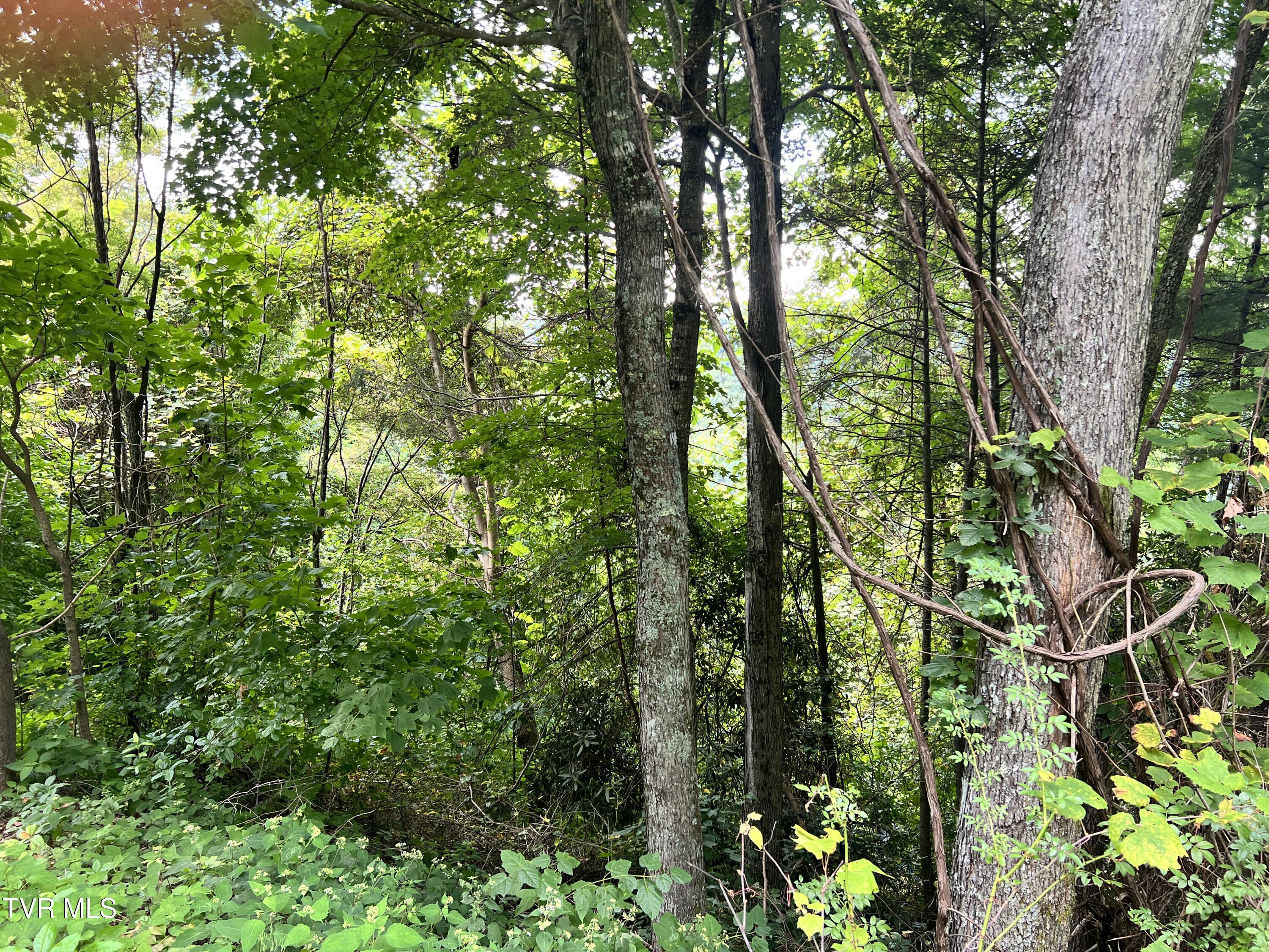 Tbd Tulip Poplar Trail Extension, Butler, Tennessee image 9