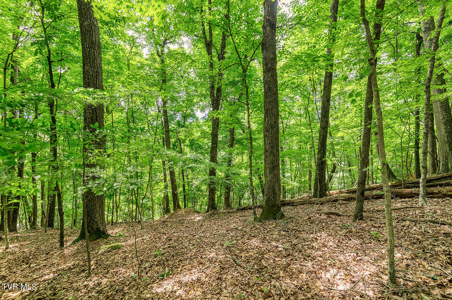 Tbd River Village Lane, Afton, Tennessee image 15