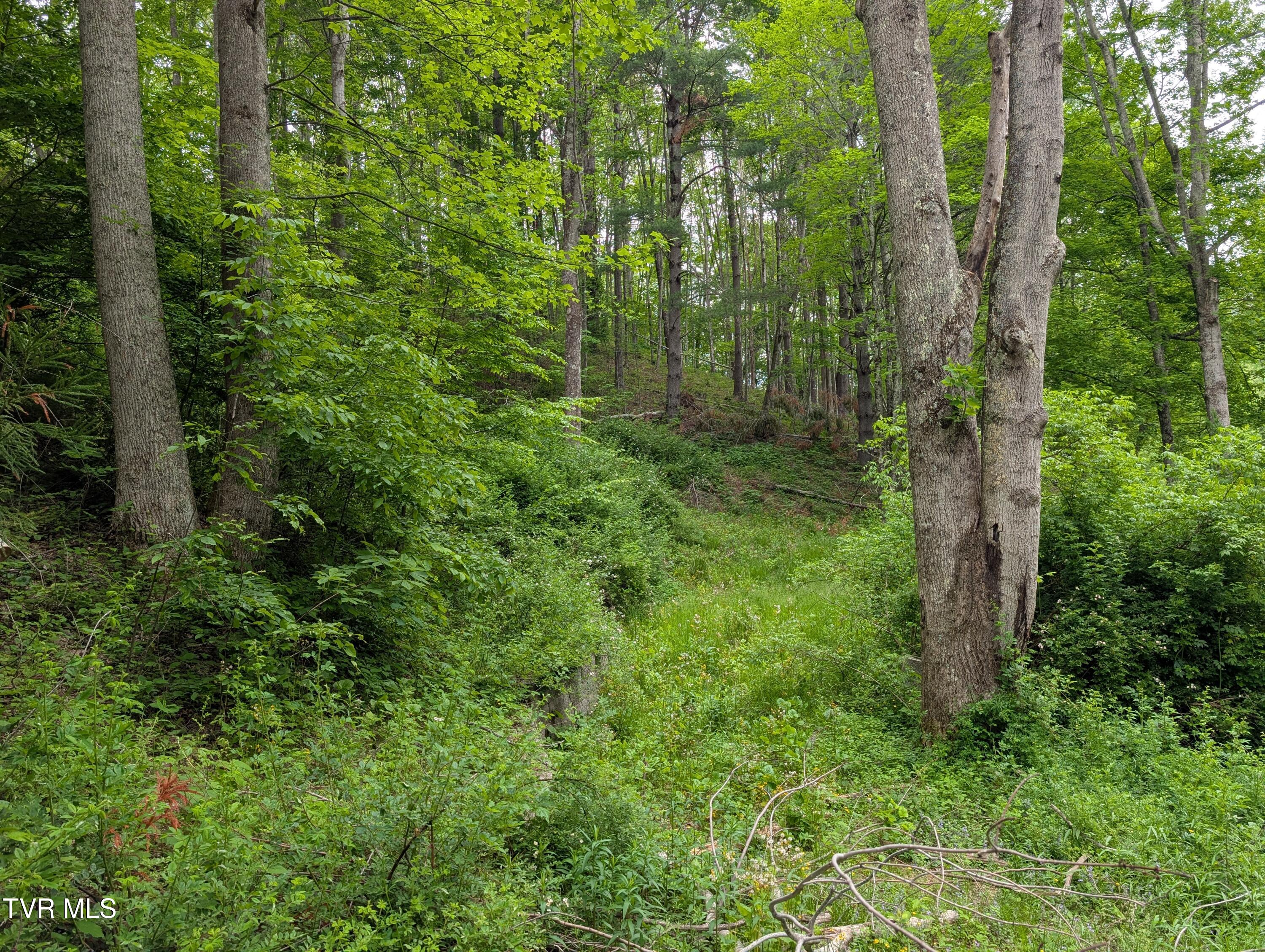 Tbd June Apple Lane, Trade, Tennessee image 6