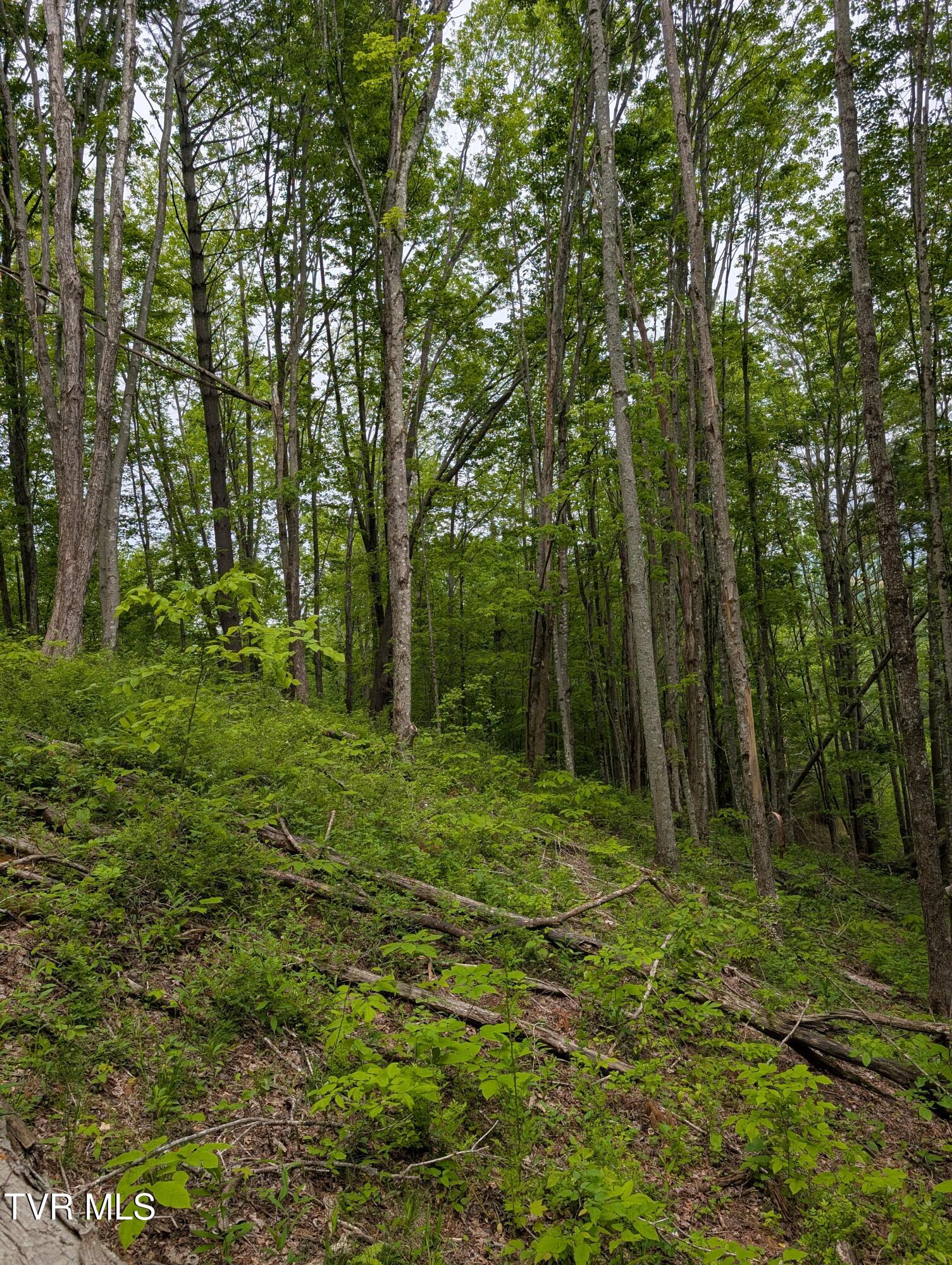 Tbd June Apple Lane, Trade, Tennessee image 16