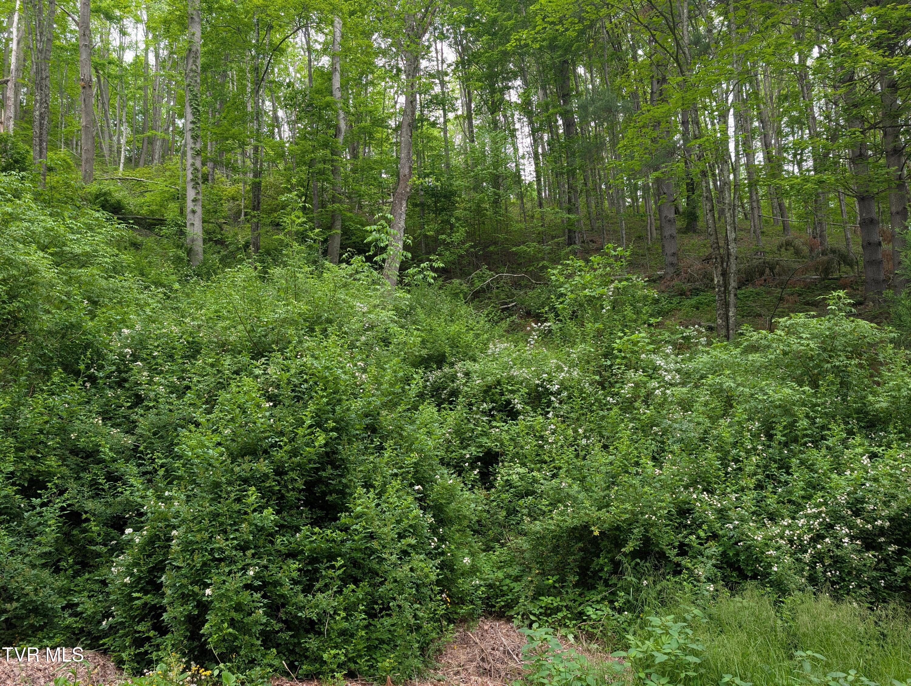 Tbd June Apple Lane, Trade, Tennessee image 4