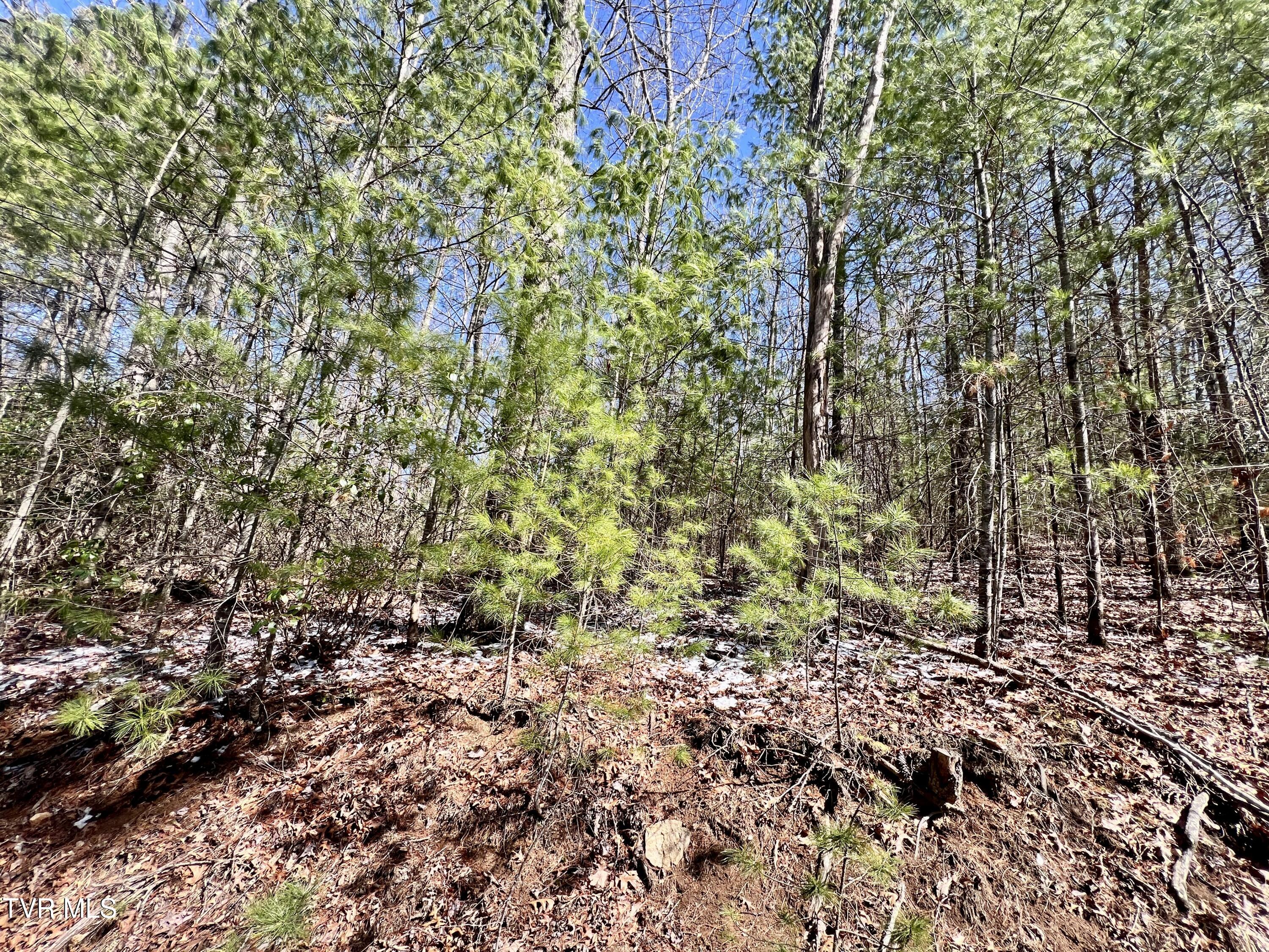 900 Crowder Road, Mountain City, Tennessee image 7