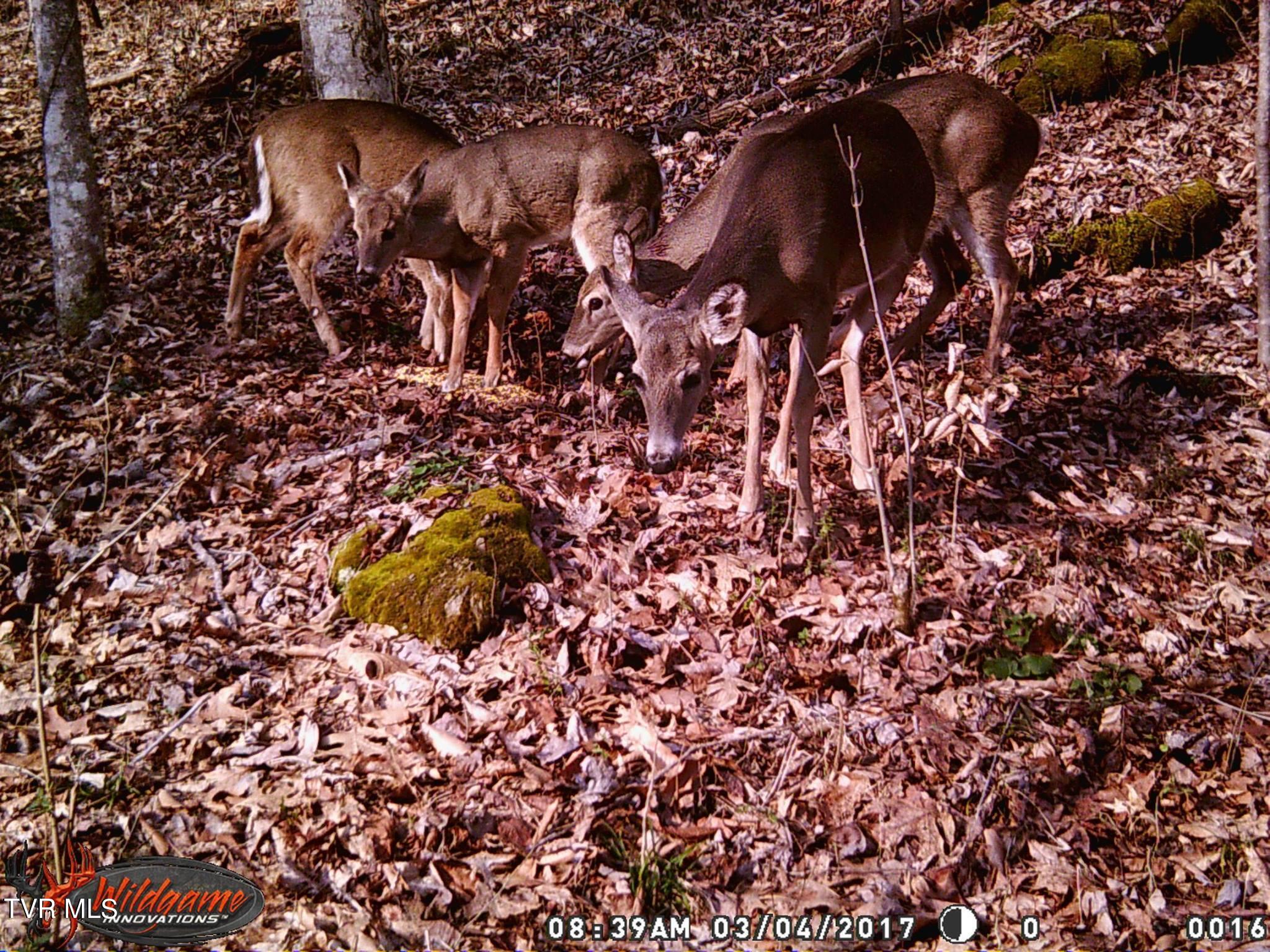 17532 Phillips Road, Bristol, Virginia image 17