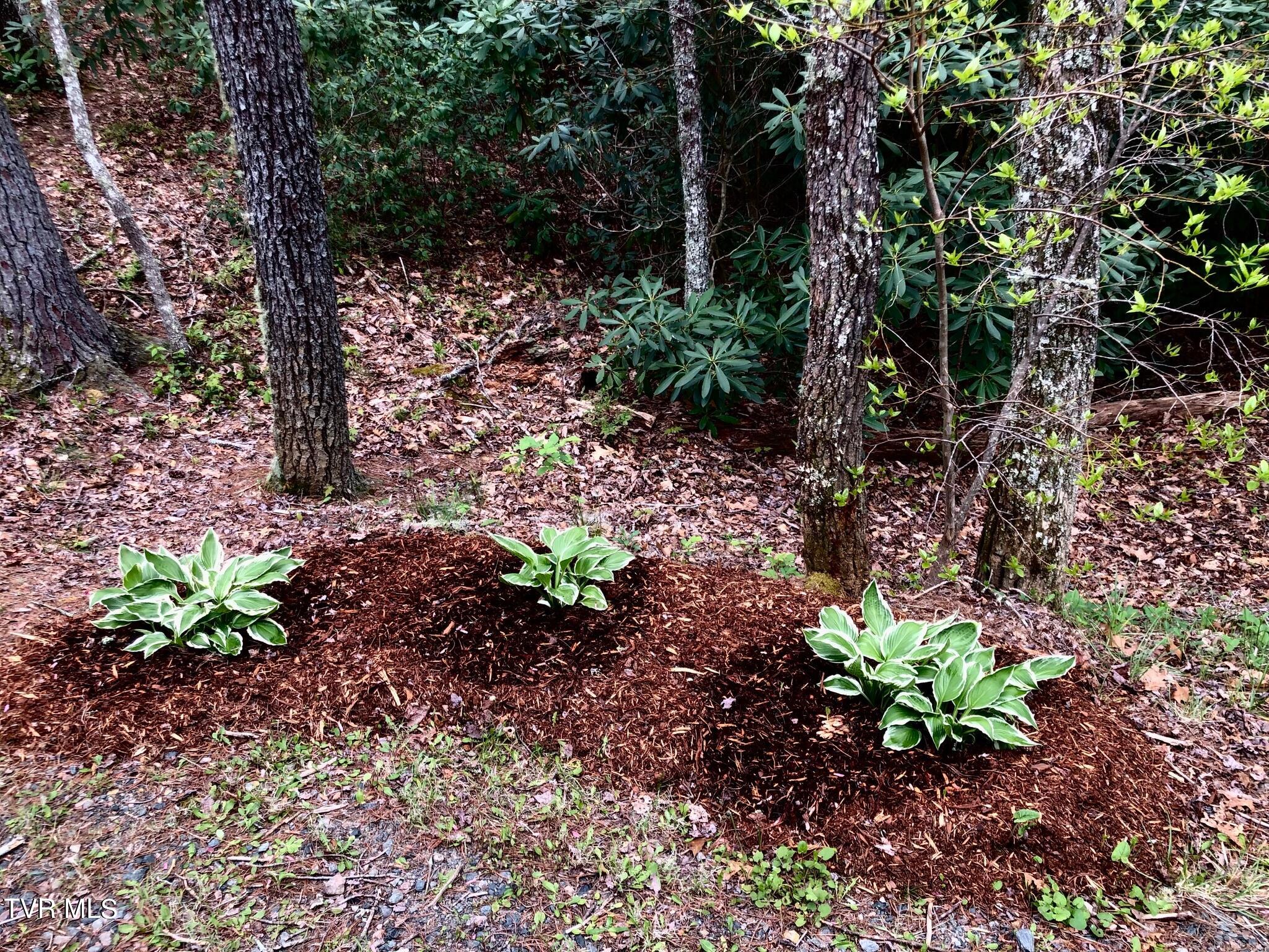 162 Blackberry Hill Lane, Mountain City, Tennessee image 43