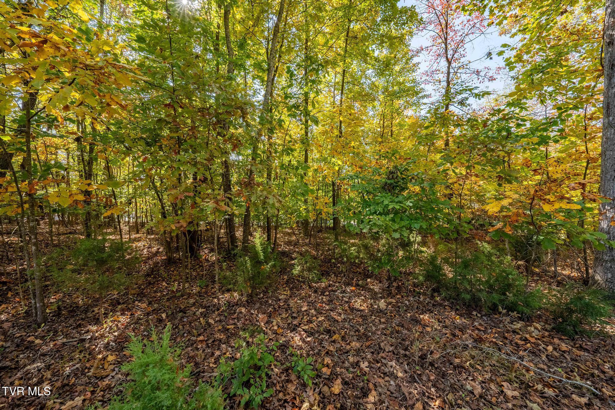 109 Lookout Court, Blountville, Tennessee image 12