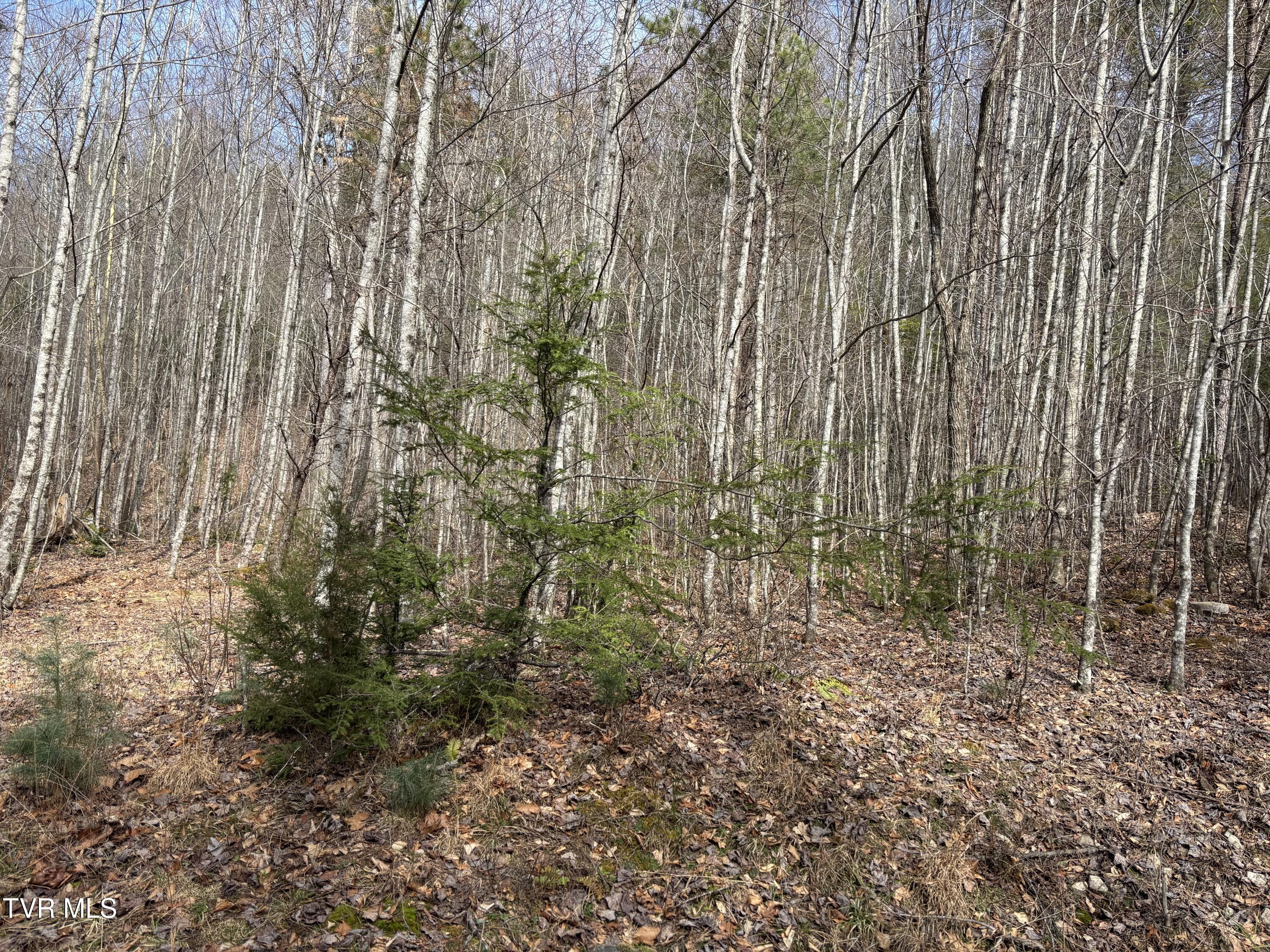 36b Of Roan Creek Road, Butler, Tennessee image 7