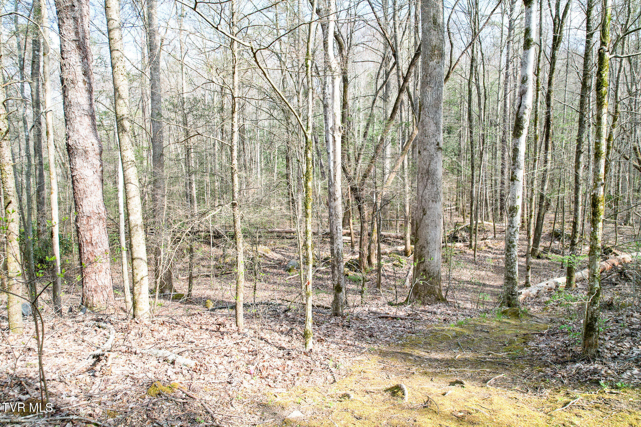 120 Misty Lane, Cosby, Tennessee image 36