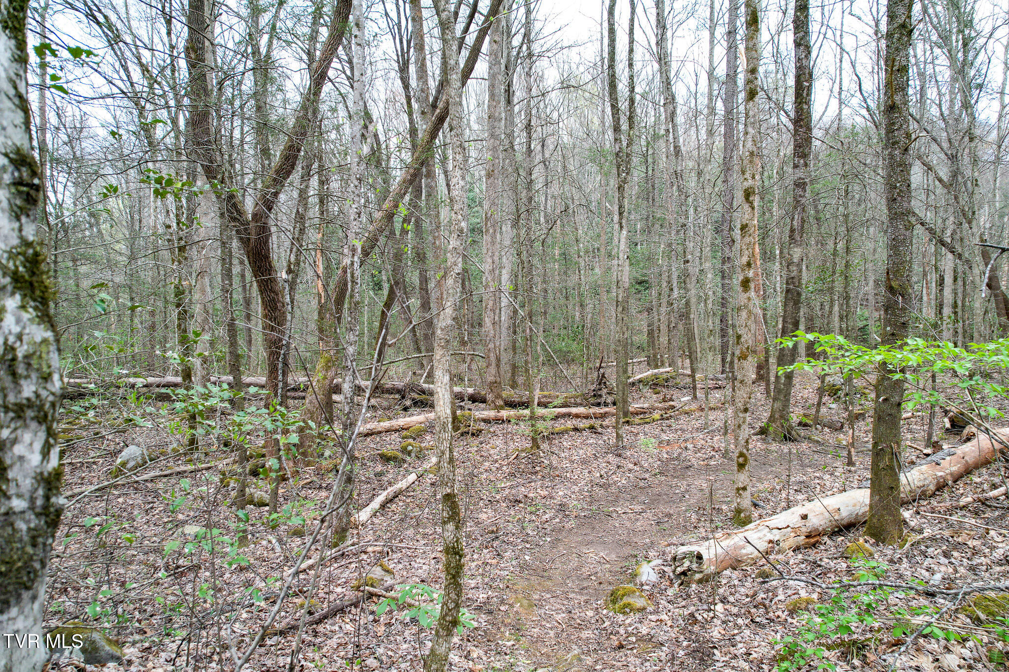 120 Misty Lane, Cosby, Tennessee image 30