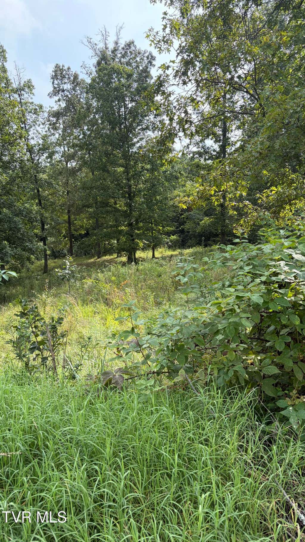 Photo of 175 Coby Lane, Johnson City, TN 37615 (MLS # 9999954)