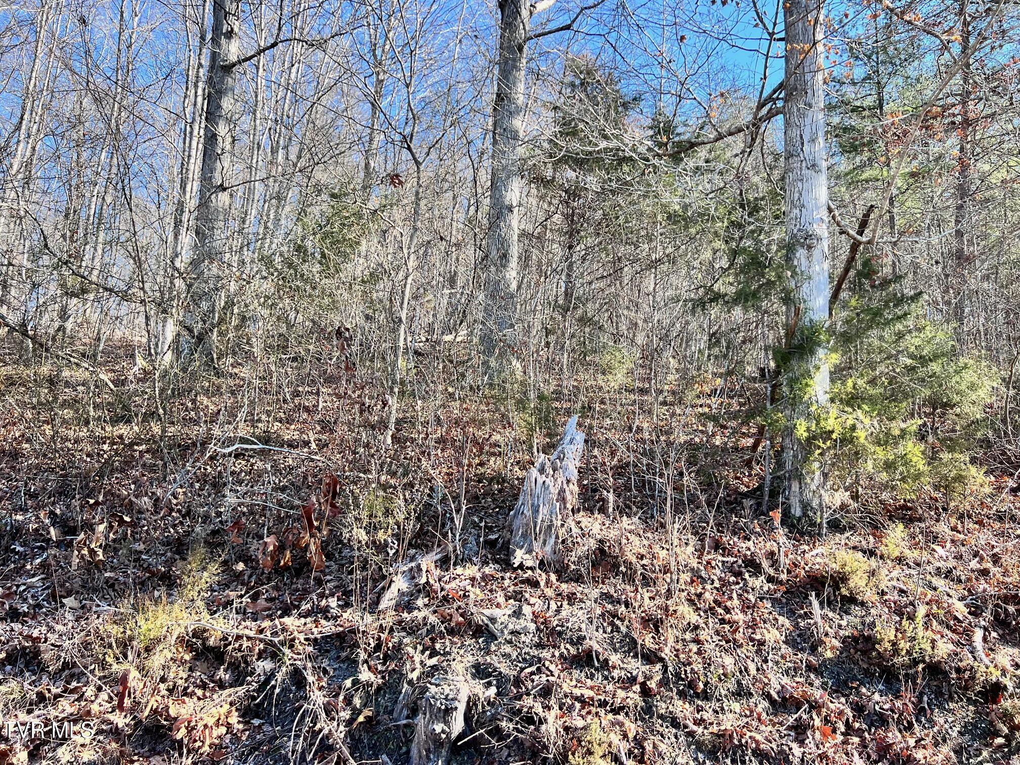 Tract 7 Bundren Mountain Road, Tazewell, Tennessee image 1