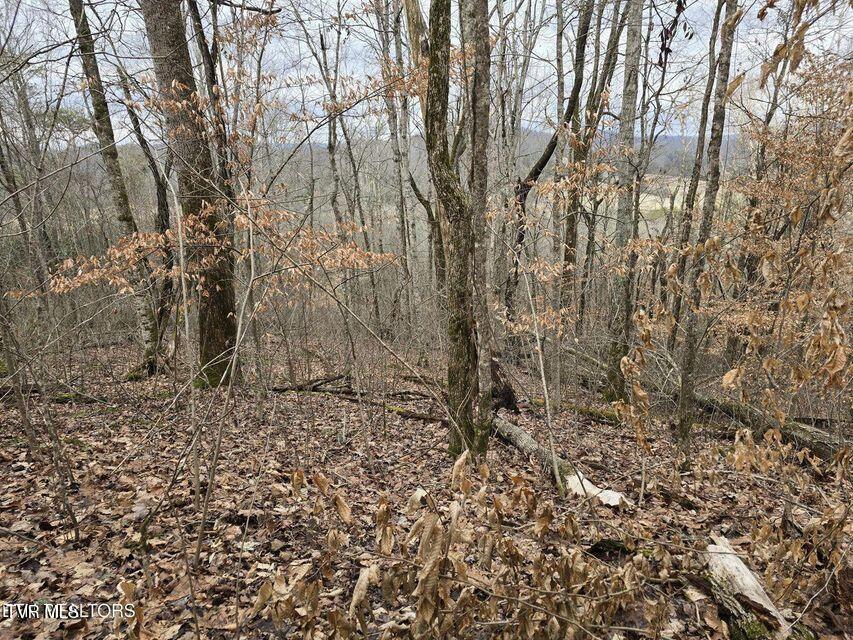 4029 Pawpaw Road, Thorn Hill, Tennessee image 24
