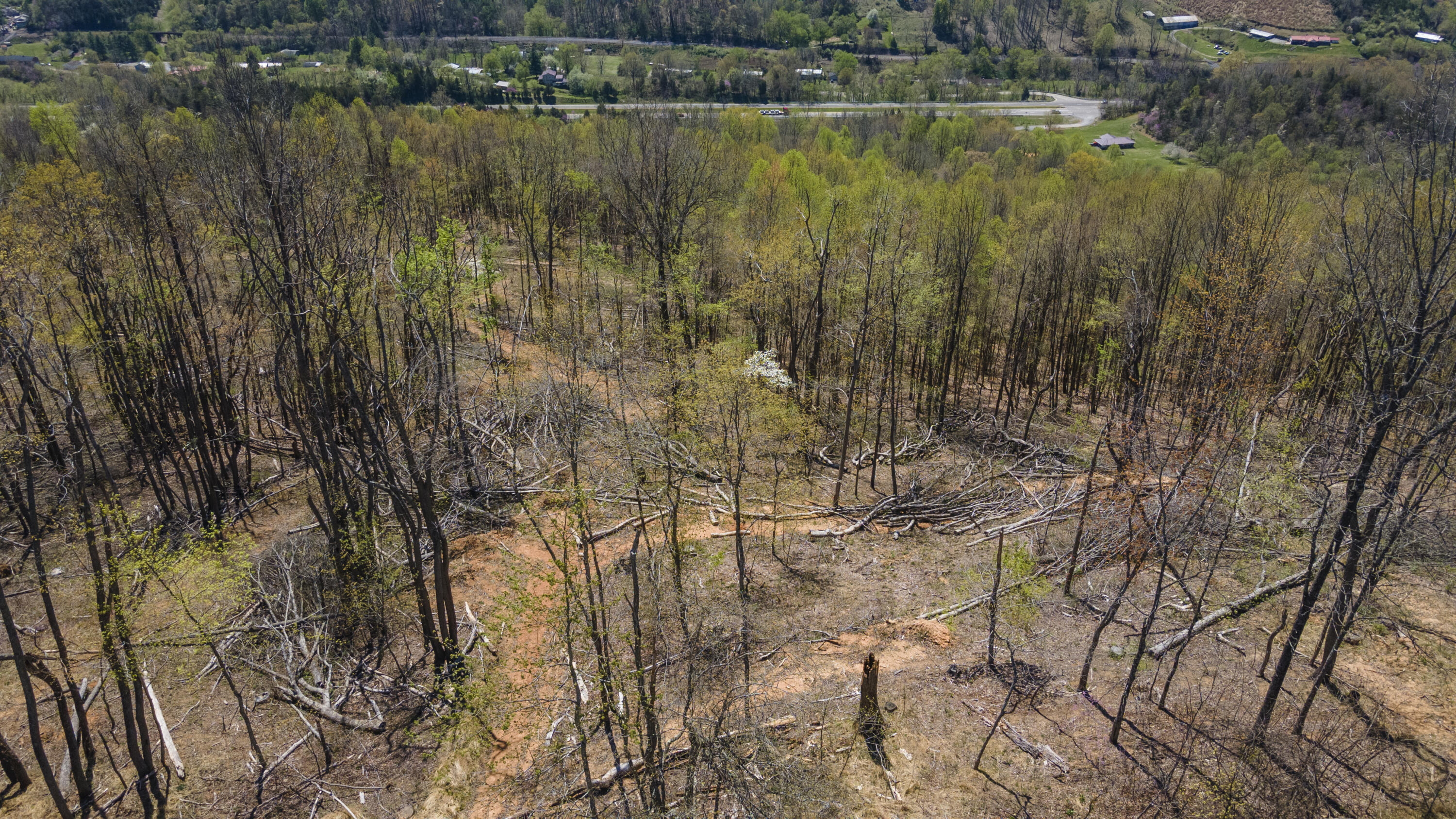 Gray Pine Lane, Gate City, Virginia image 8