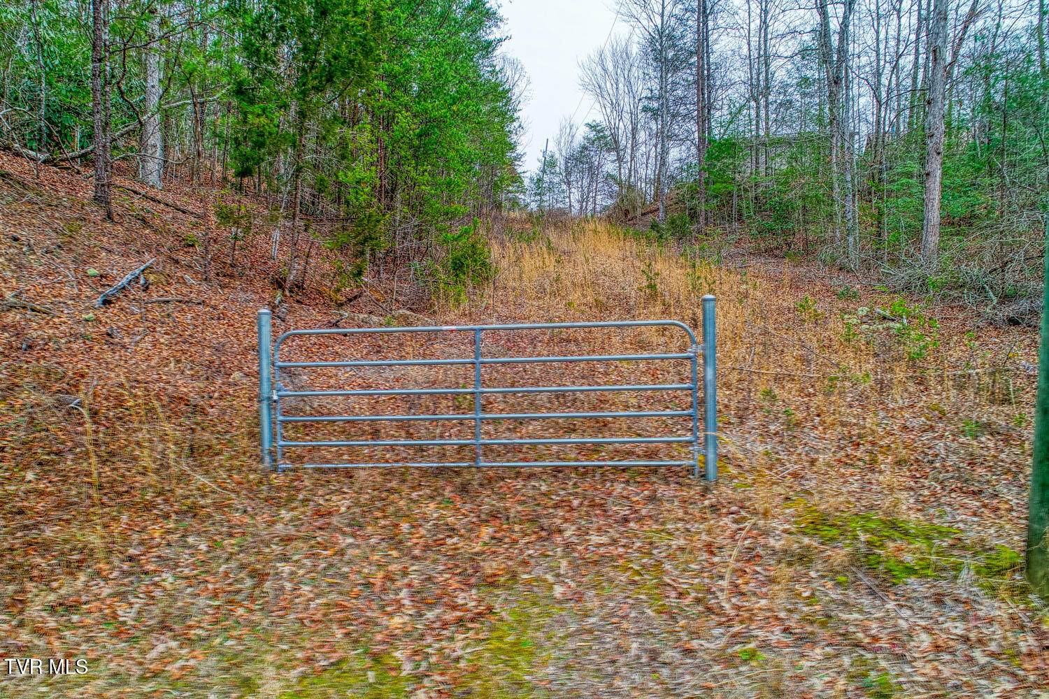 Tbd Stinnett Ridge Road, Cosby, Tennessee image 3