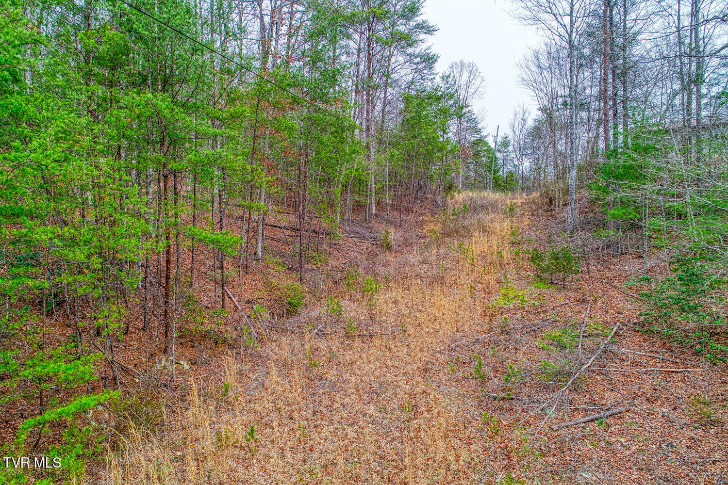 Tbd Stinnett Ridge Road, Cosby, Tennessee image 5