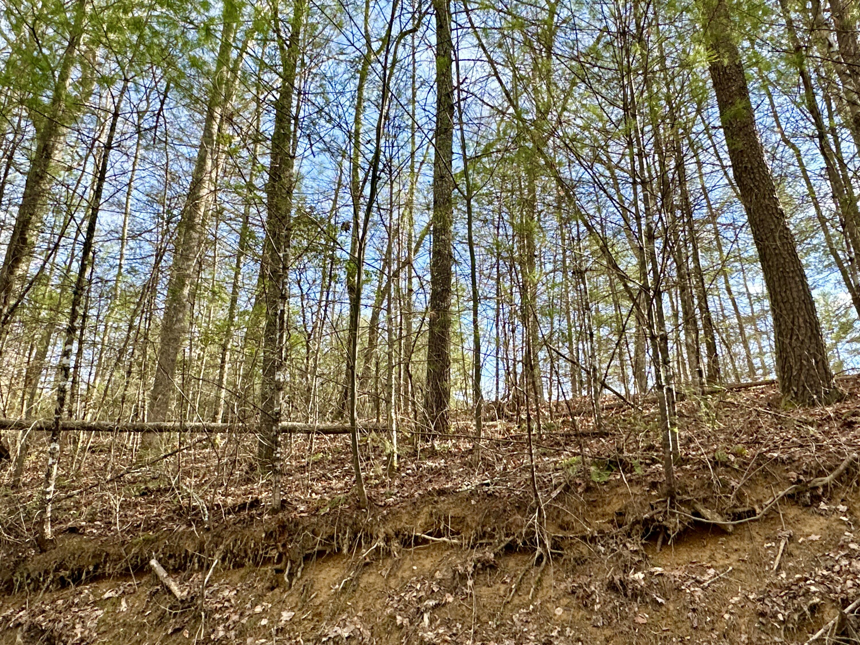 Lot 10 Smoke Rise Way, Del Rio, Tennessee image 2