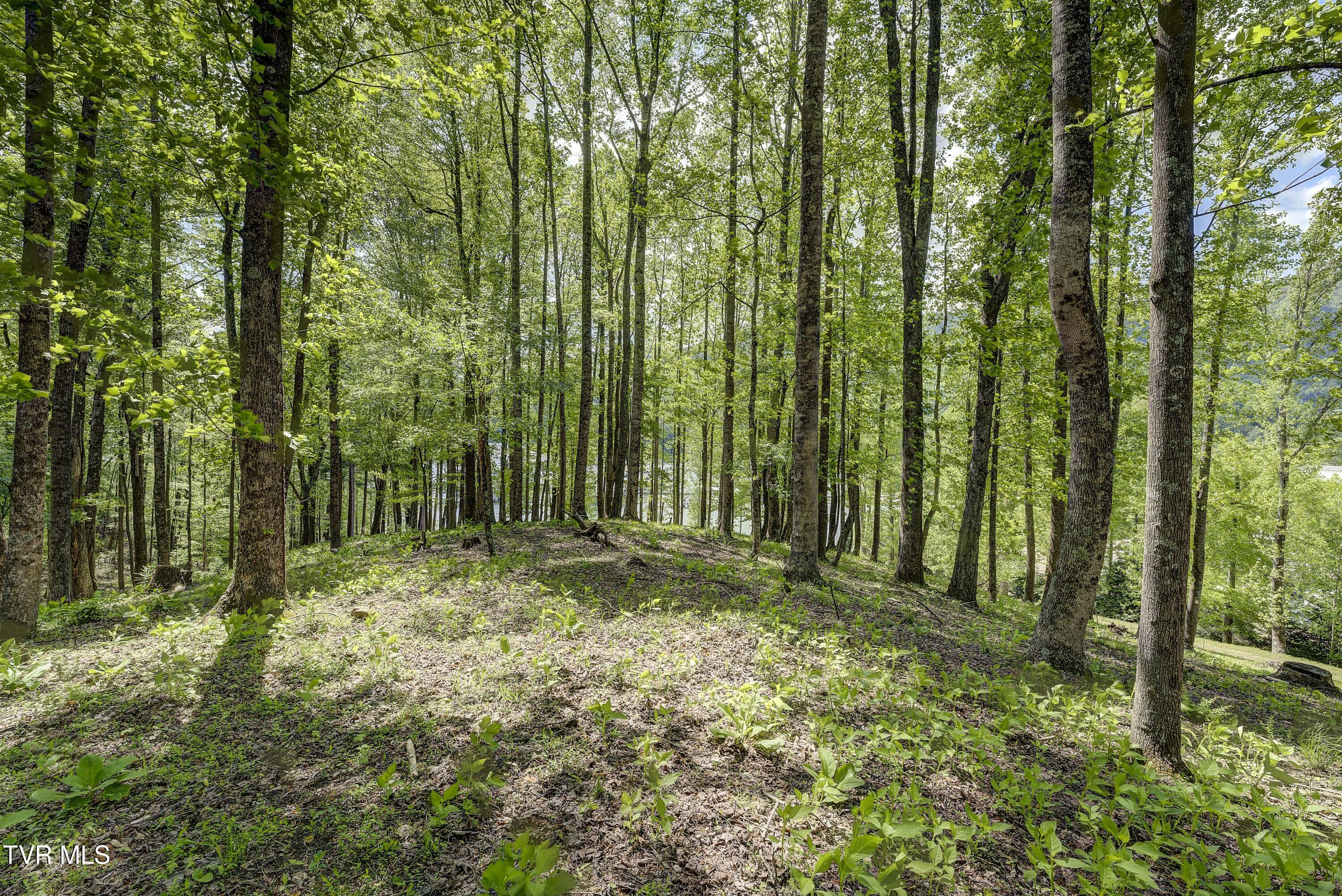 Tbd Big Oak Drive, Butler, Tennessee image 25