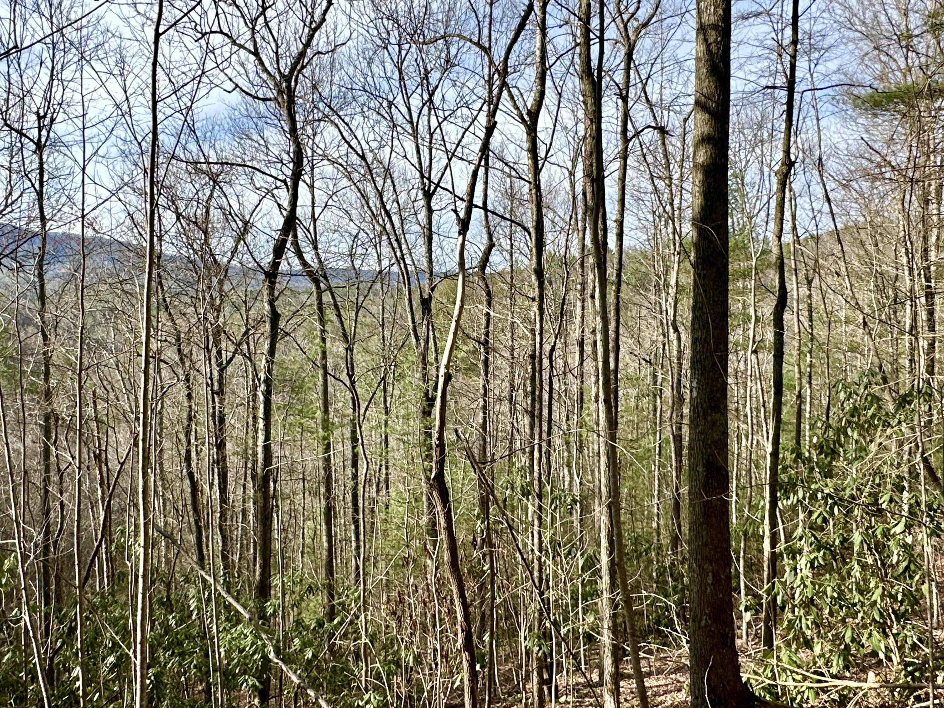 Lot 29 Clydesdale Way, Del Rio, Tennessee image 3