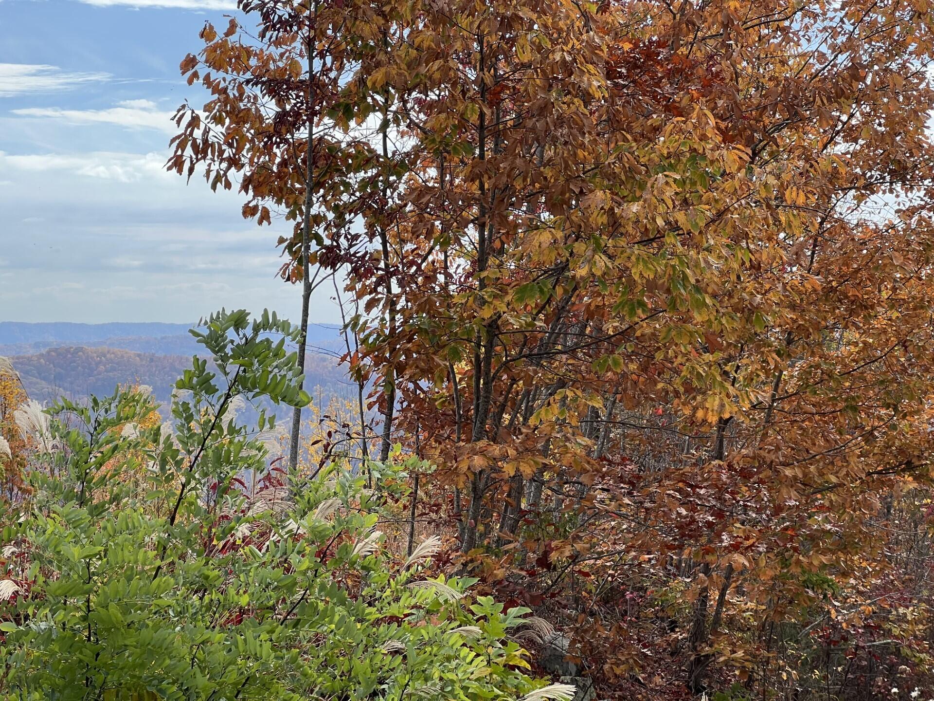 Tbd Paradise  Lot 14 Drive, Duffield, Virginia image 5
