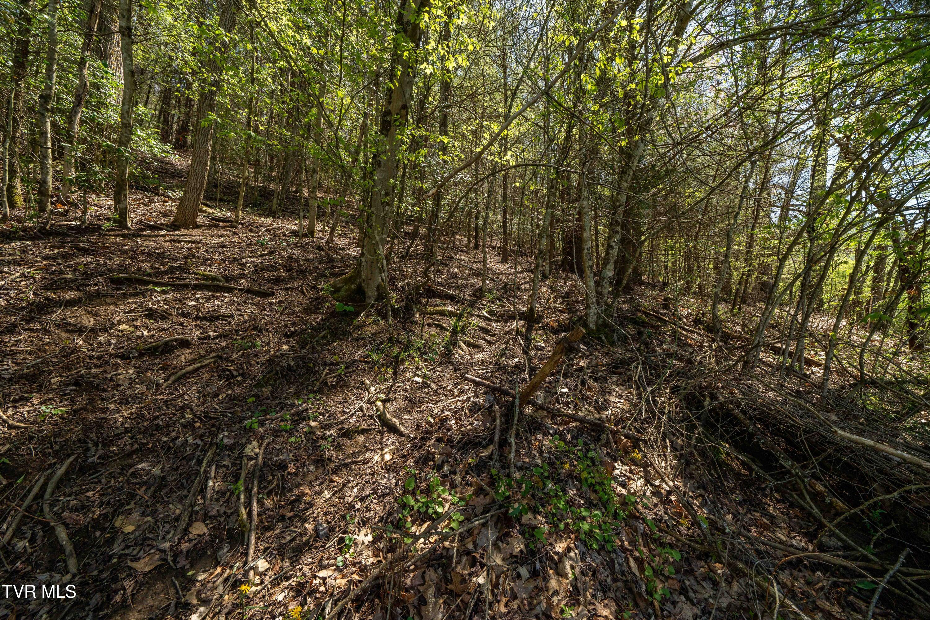 Tbd Hogum Hollow Road, Roan Mountain, Tennessee image 24