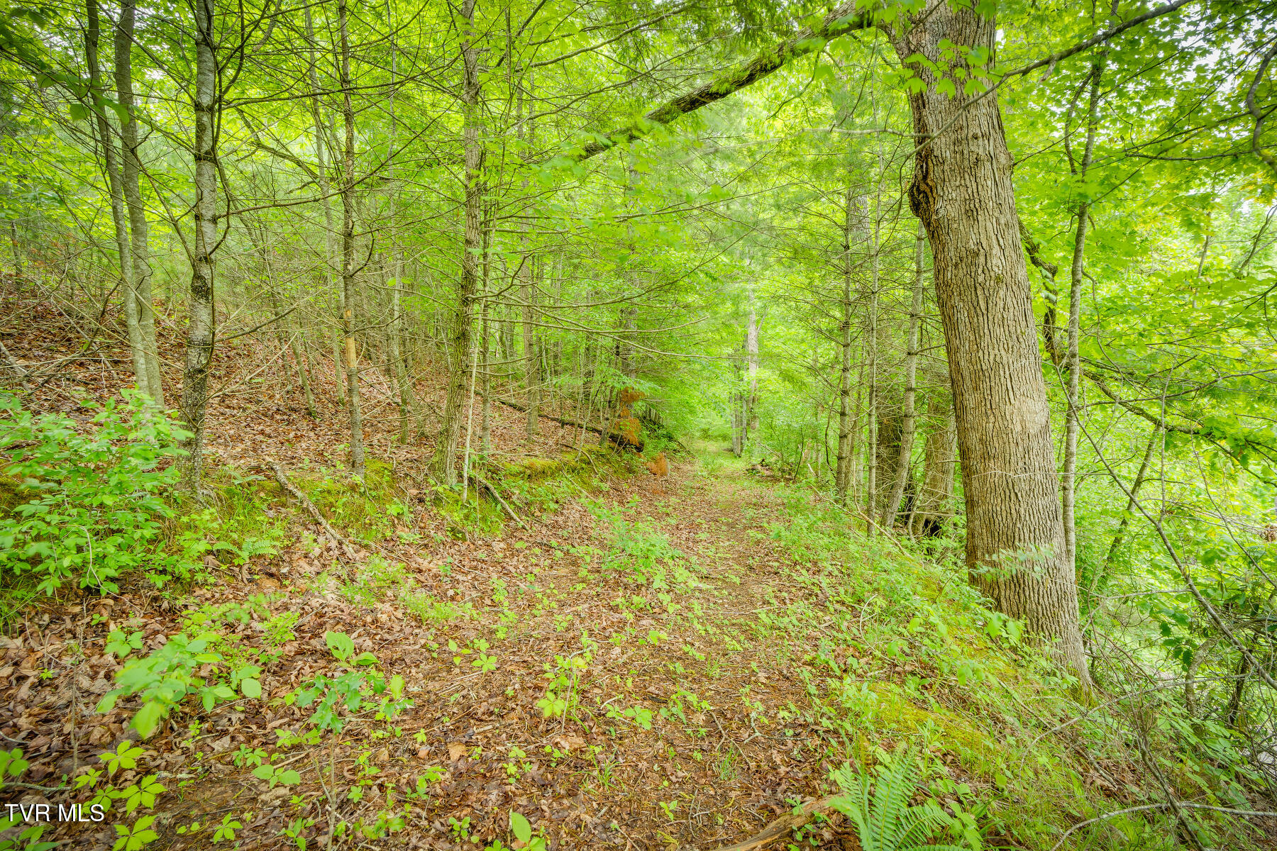 Lot 9 Dugger Bridge Road, Butler, Tennessee image 5