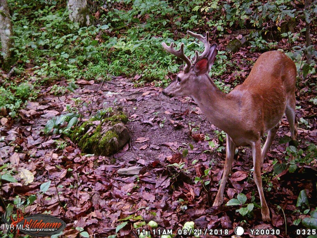 Photo of 17532 Phillips Road, Bristol, VA 24202 (MLS # 9993867)