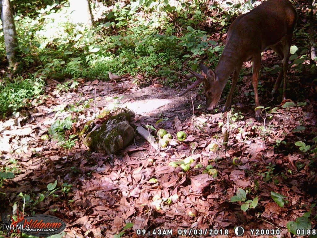 Photo of 17532 Phillips Road, Bristol, VA 24202 (MLS # 9993867)