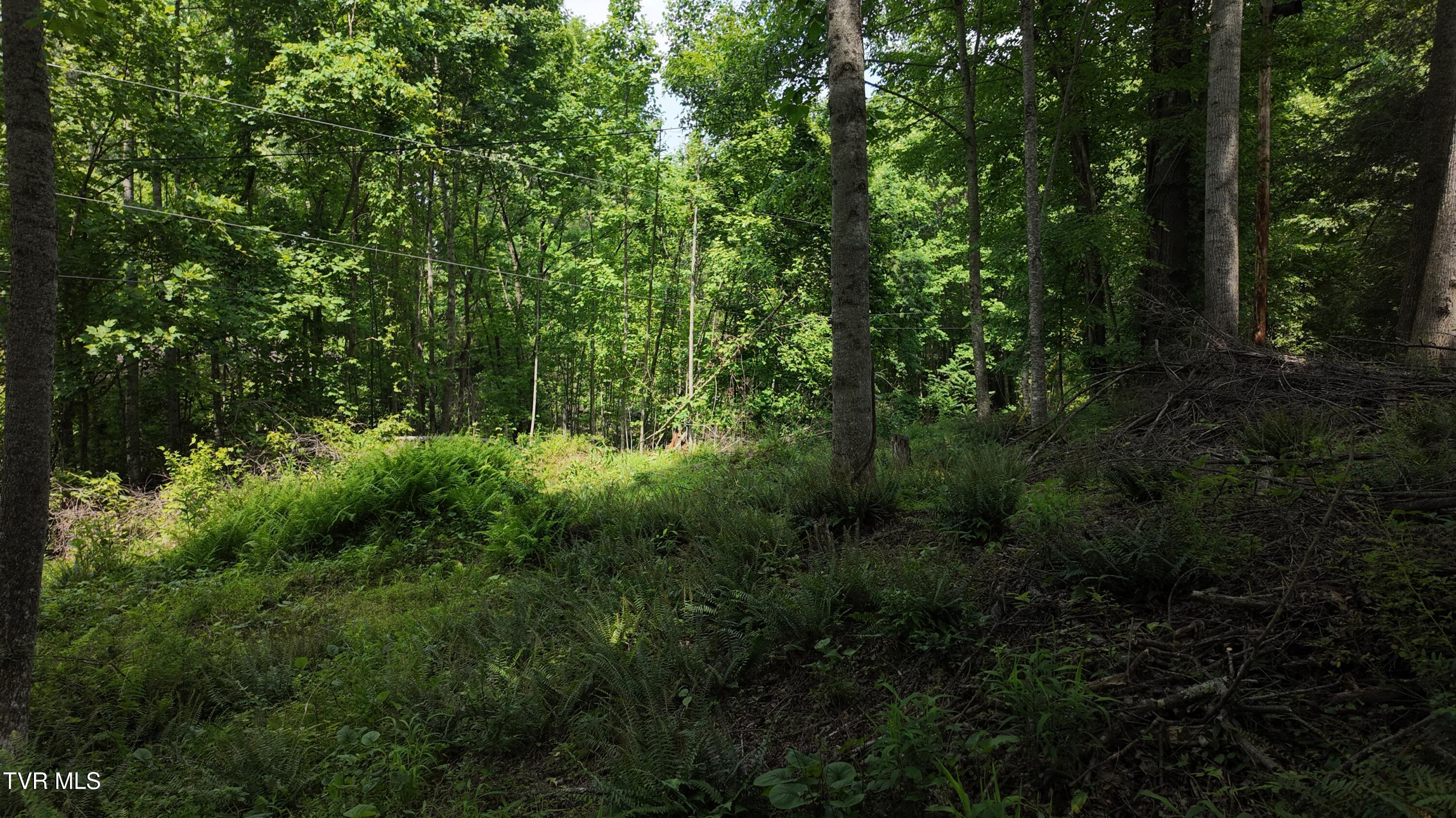 Tr 1 Atwood Point, Butler, Tennessee image 43
