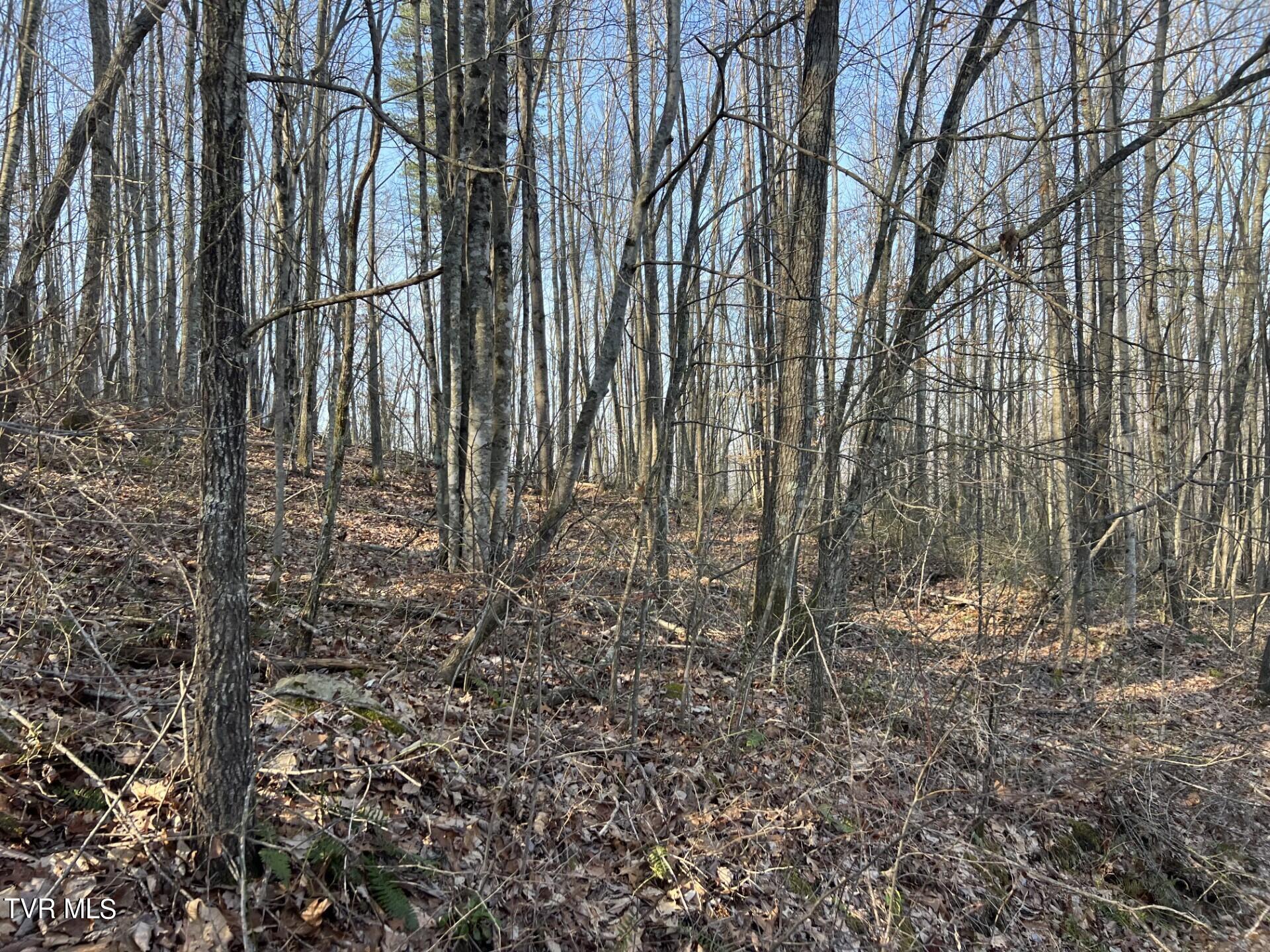 Tbd Persimmon Road, Big Stone Gap, Virginia image 8