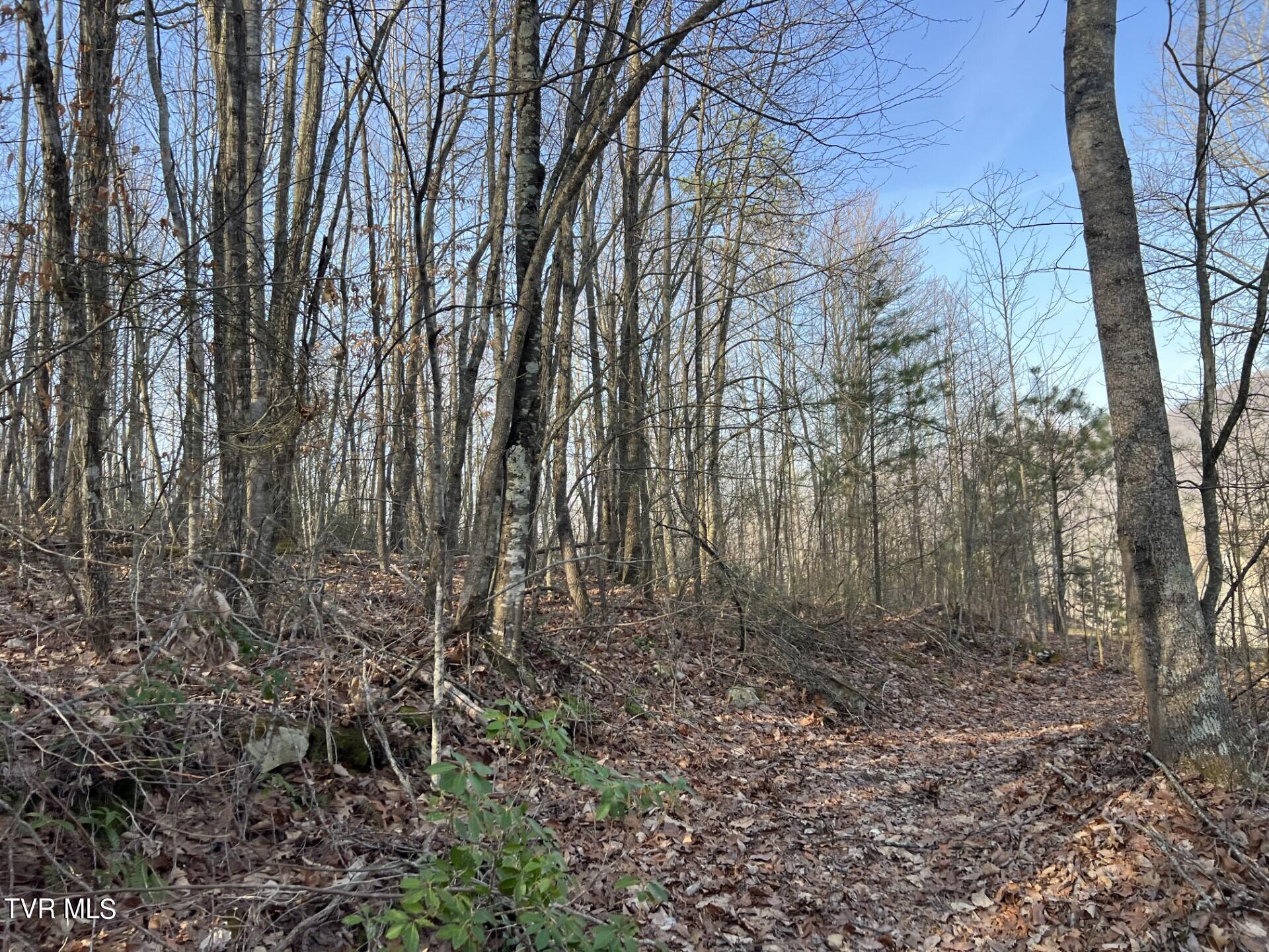 Tbd Persimmon Road, Big Stone Gap, Virginia image 11