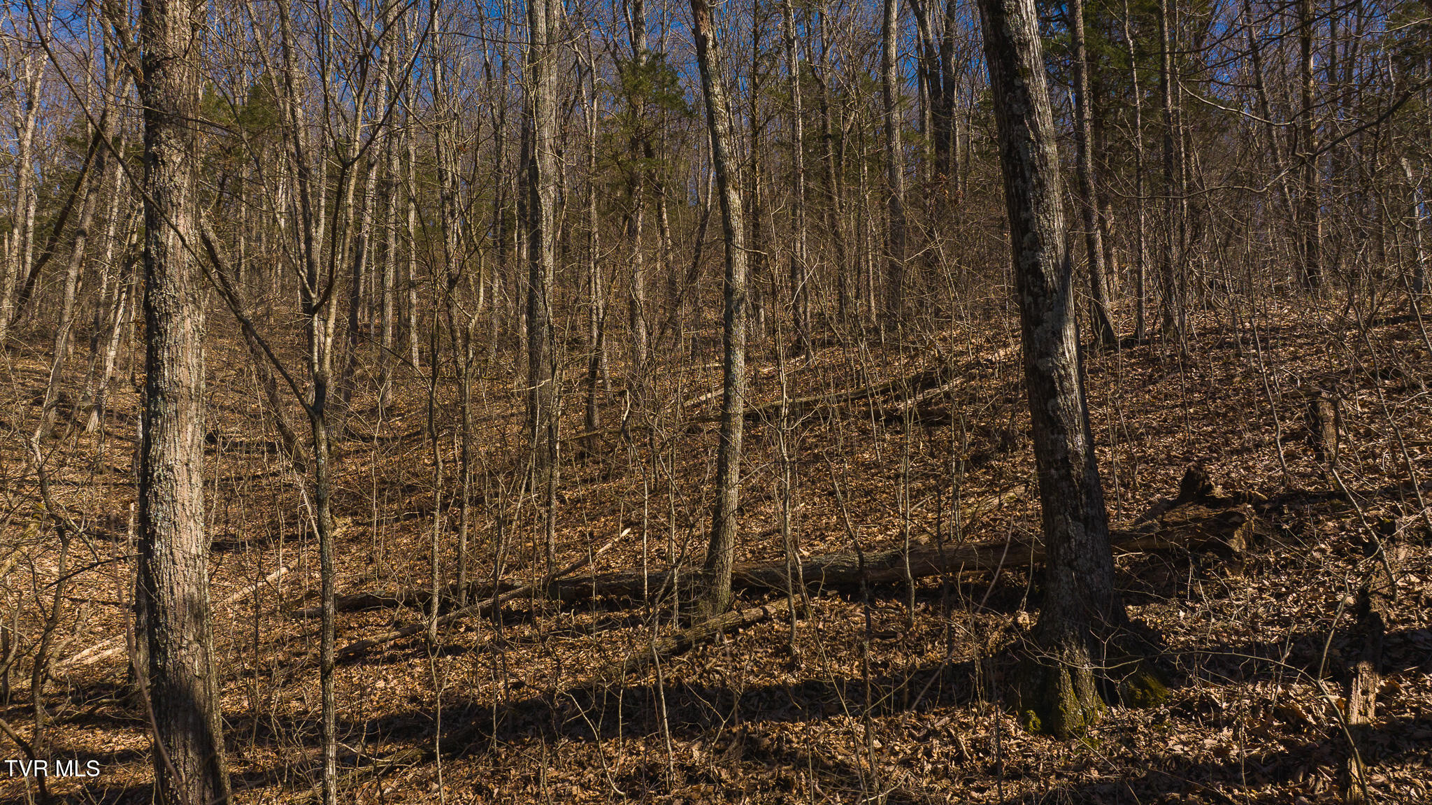 Lot 13 Rheatown Road, Chuckey, Tennessee image 22