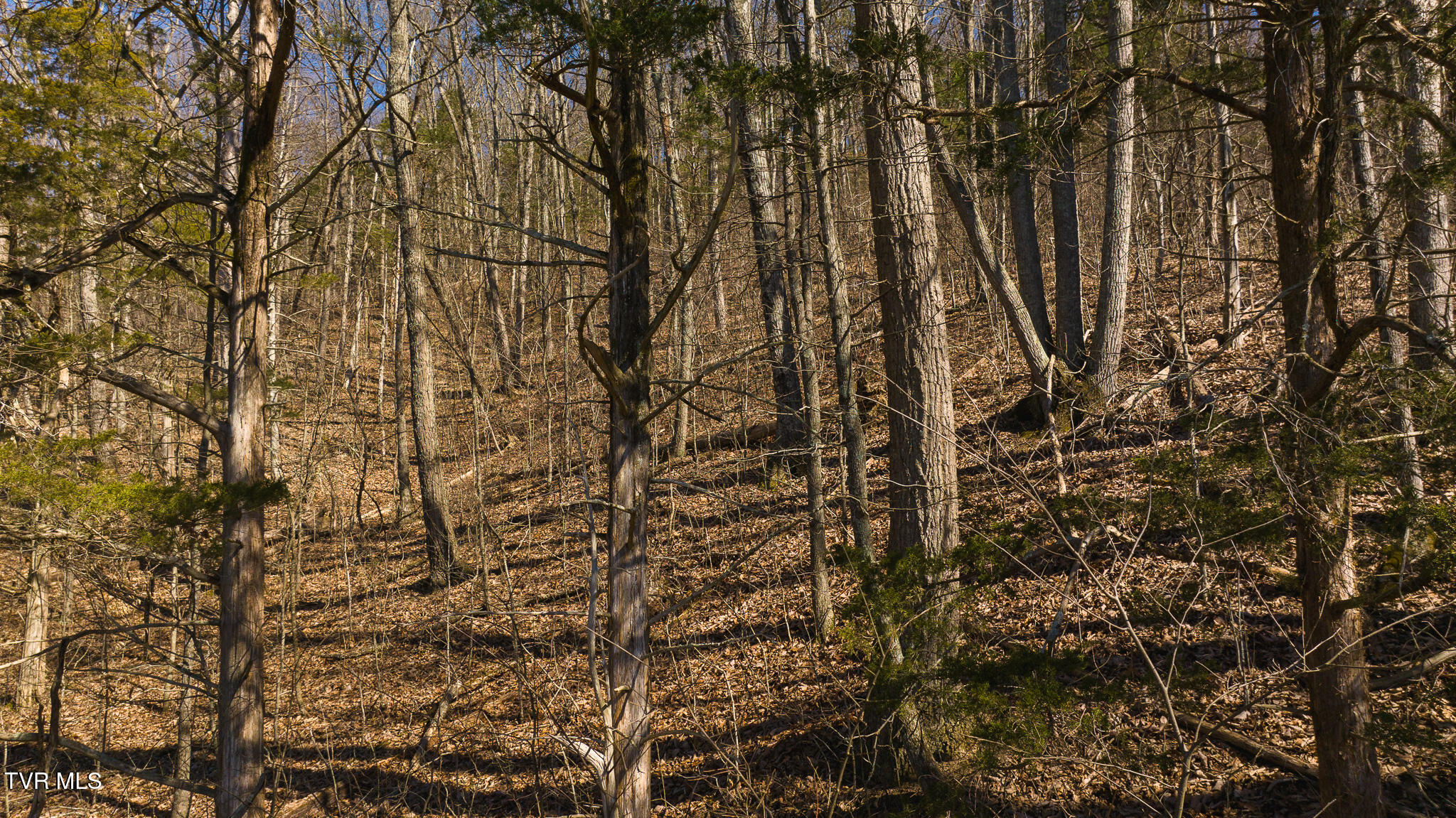 Lot 13 Rheatown Road, Chuckey, Tennessee image 19