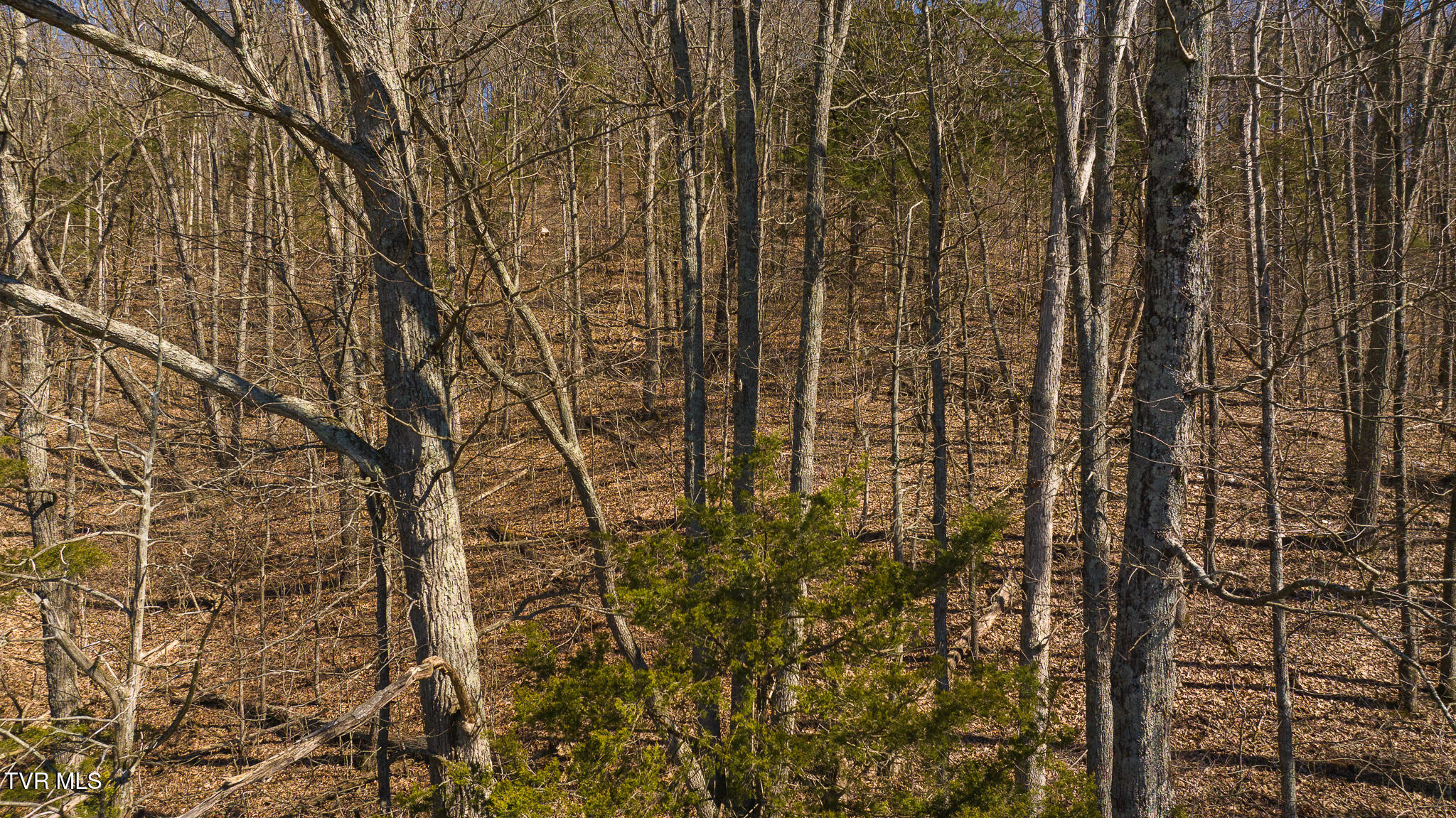 Lot 13 Rheatown Road, Chuckey, Tennessee image 2